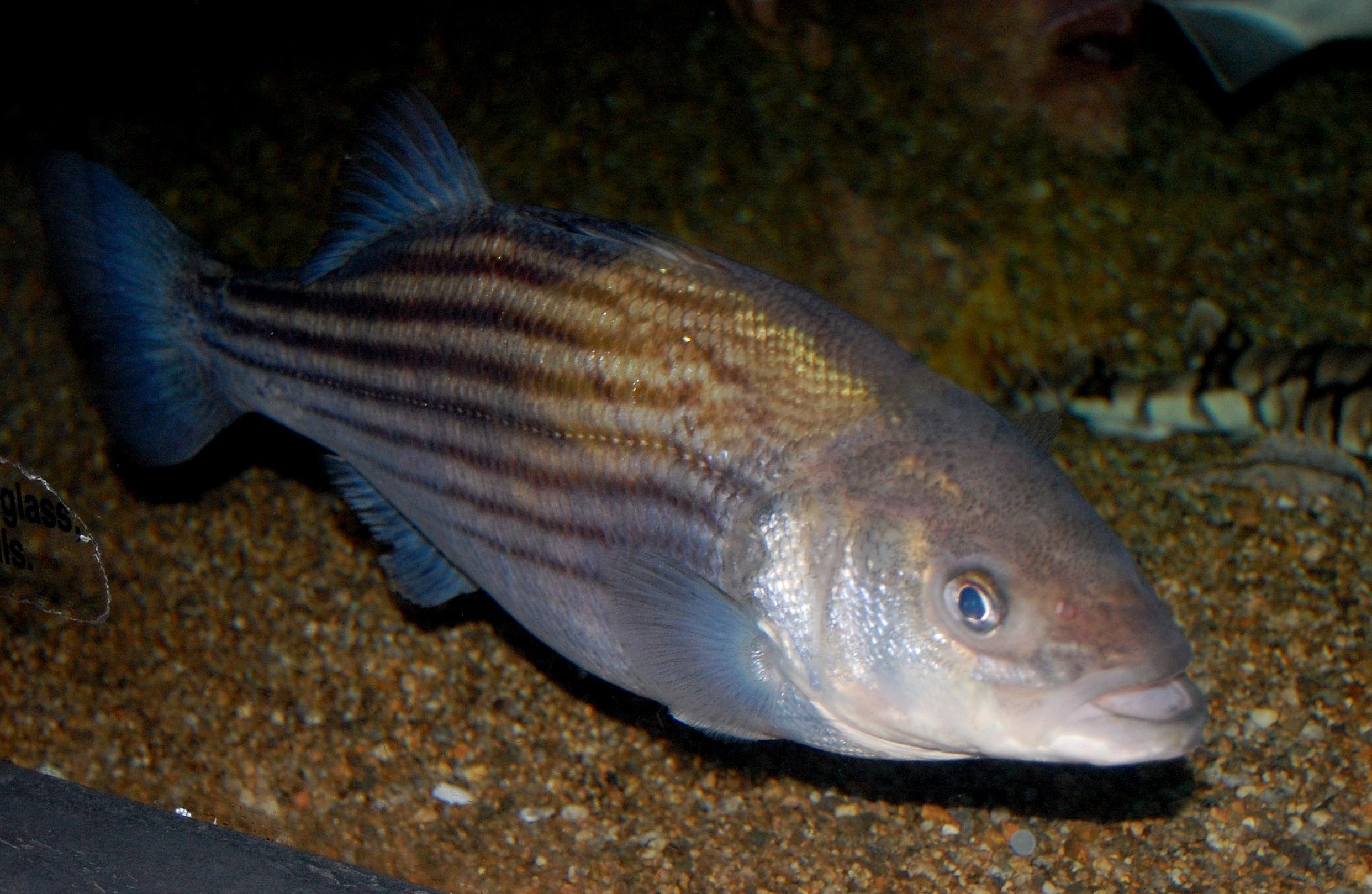 Answer: South Carolina state fish