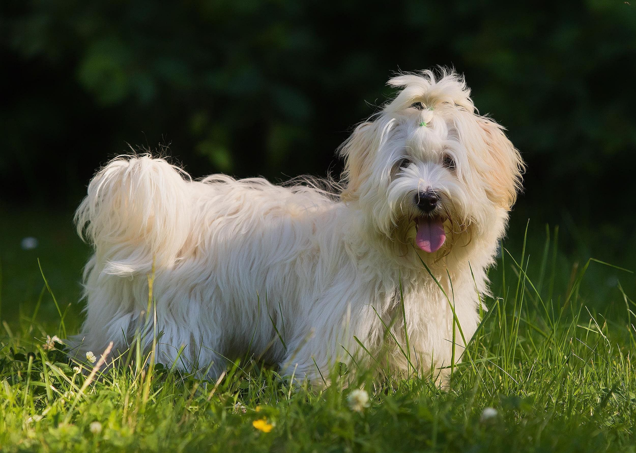 #22. Havanese