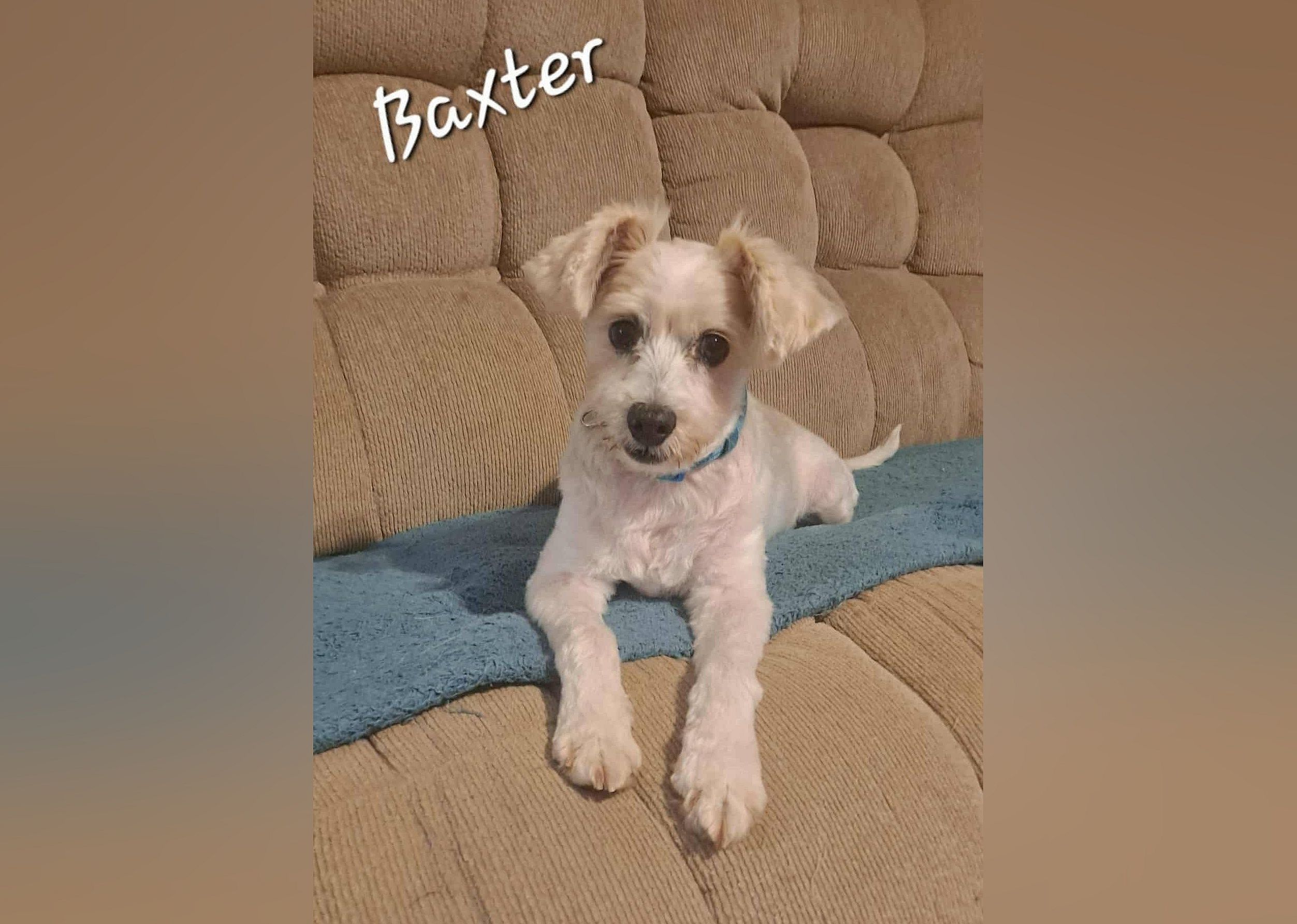 Baxter and Bear Bear
