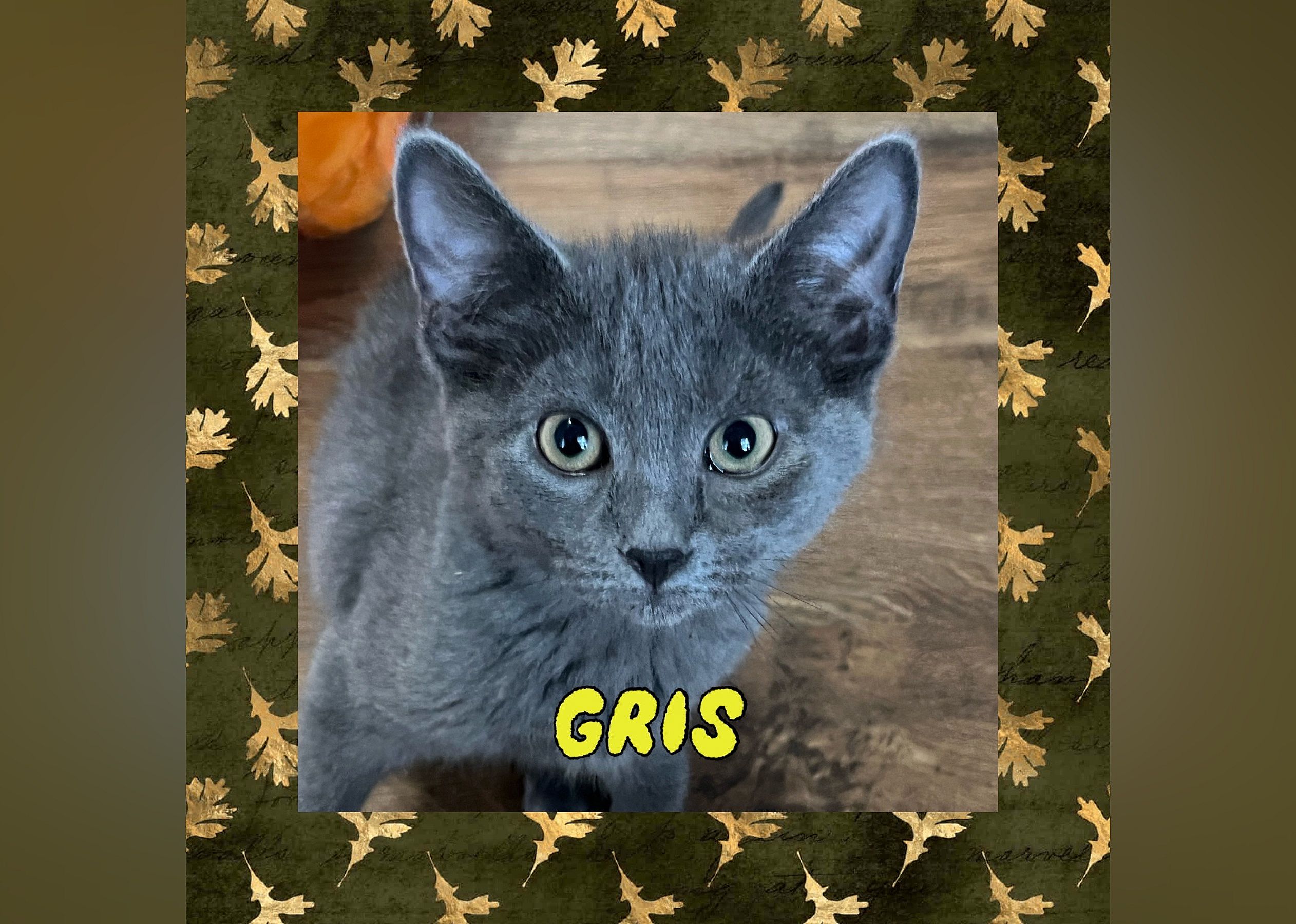 Gris
