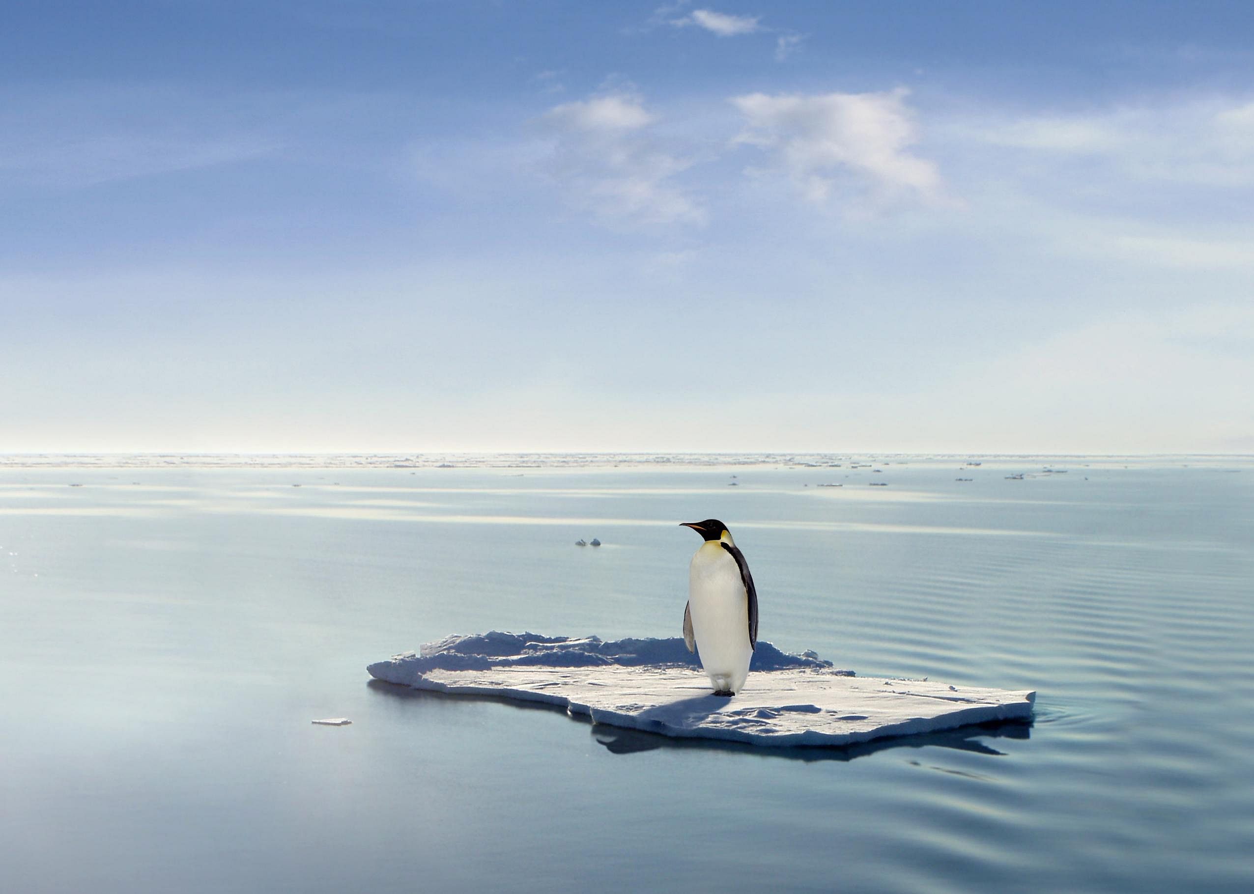 Climate change remains the biggest threat to penguins