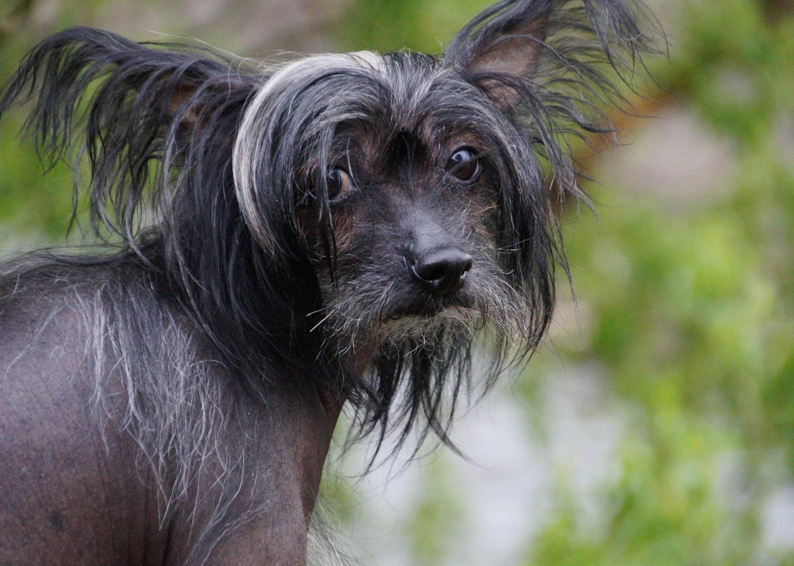 #80. Chinese crested