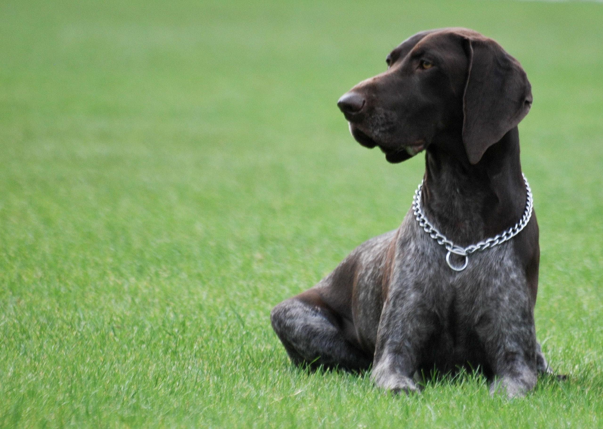 #9. German shorthaired pointer