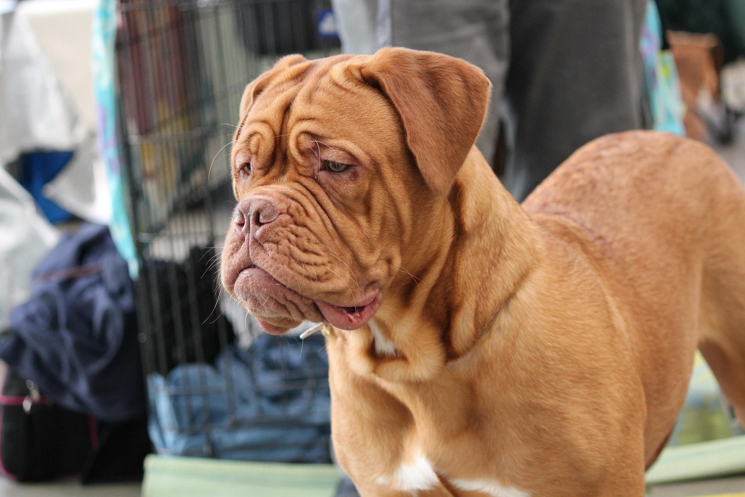 English bulldog