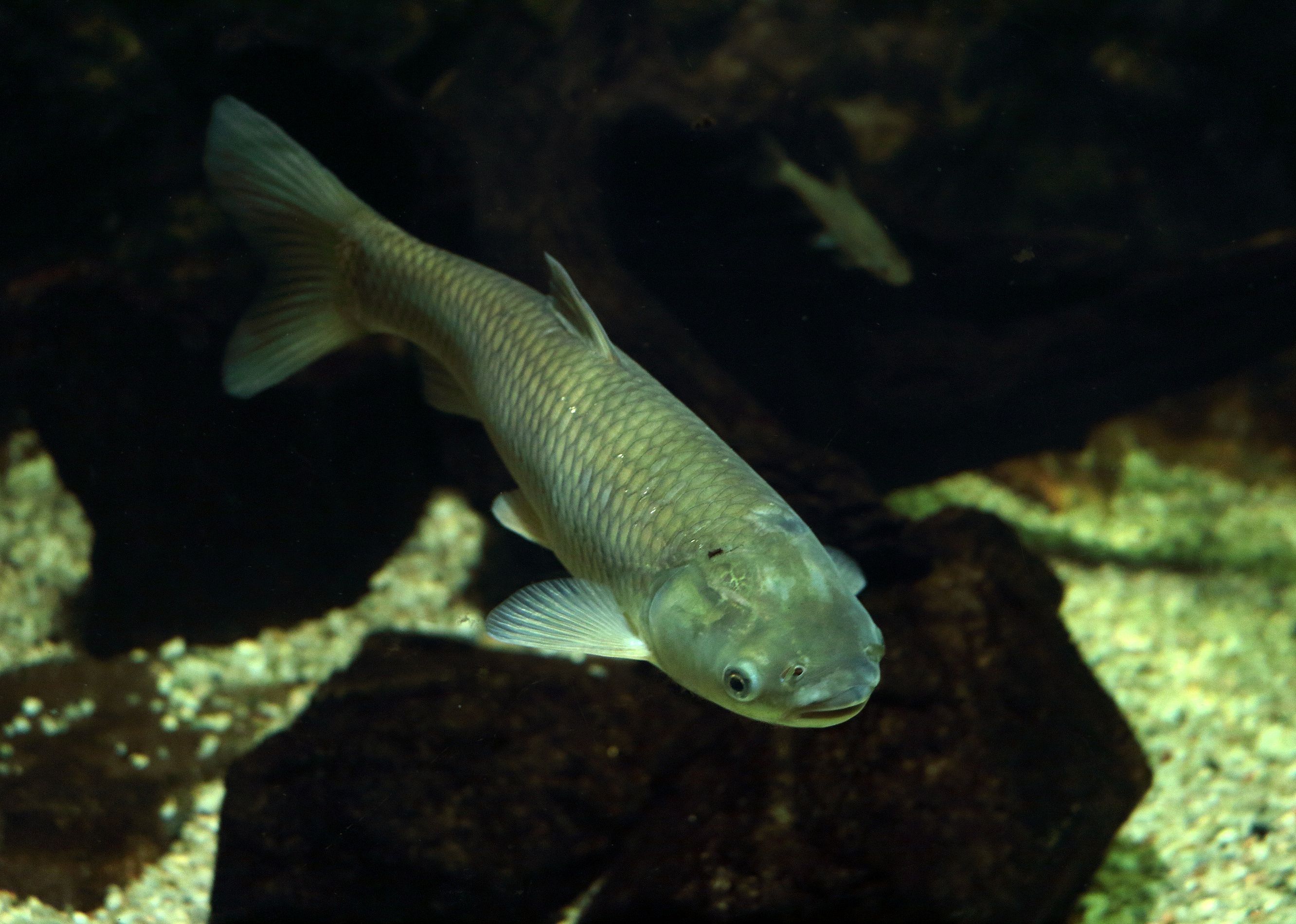 Grass carp, underwater photo in lake.