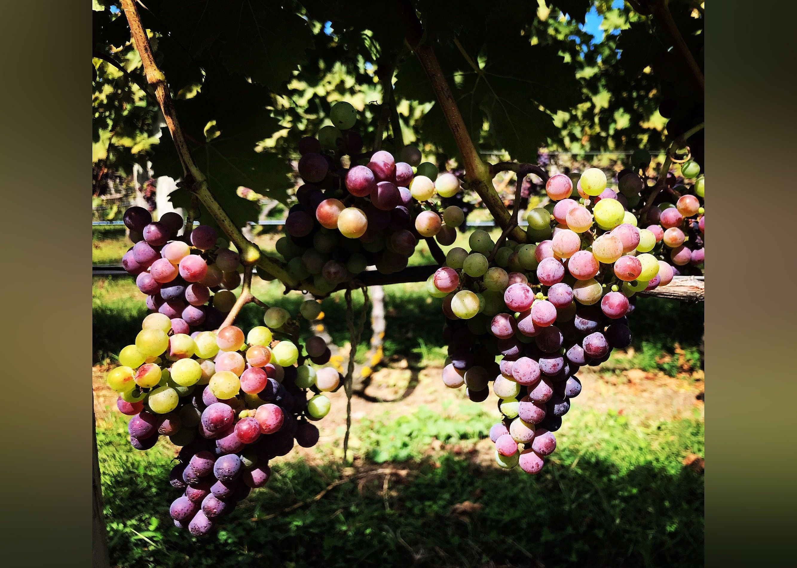 #2. Truro Vineyards