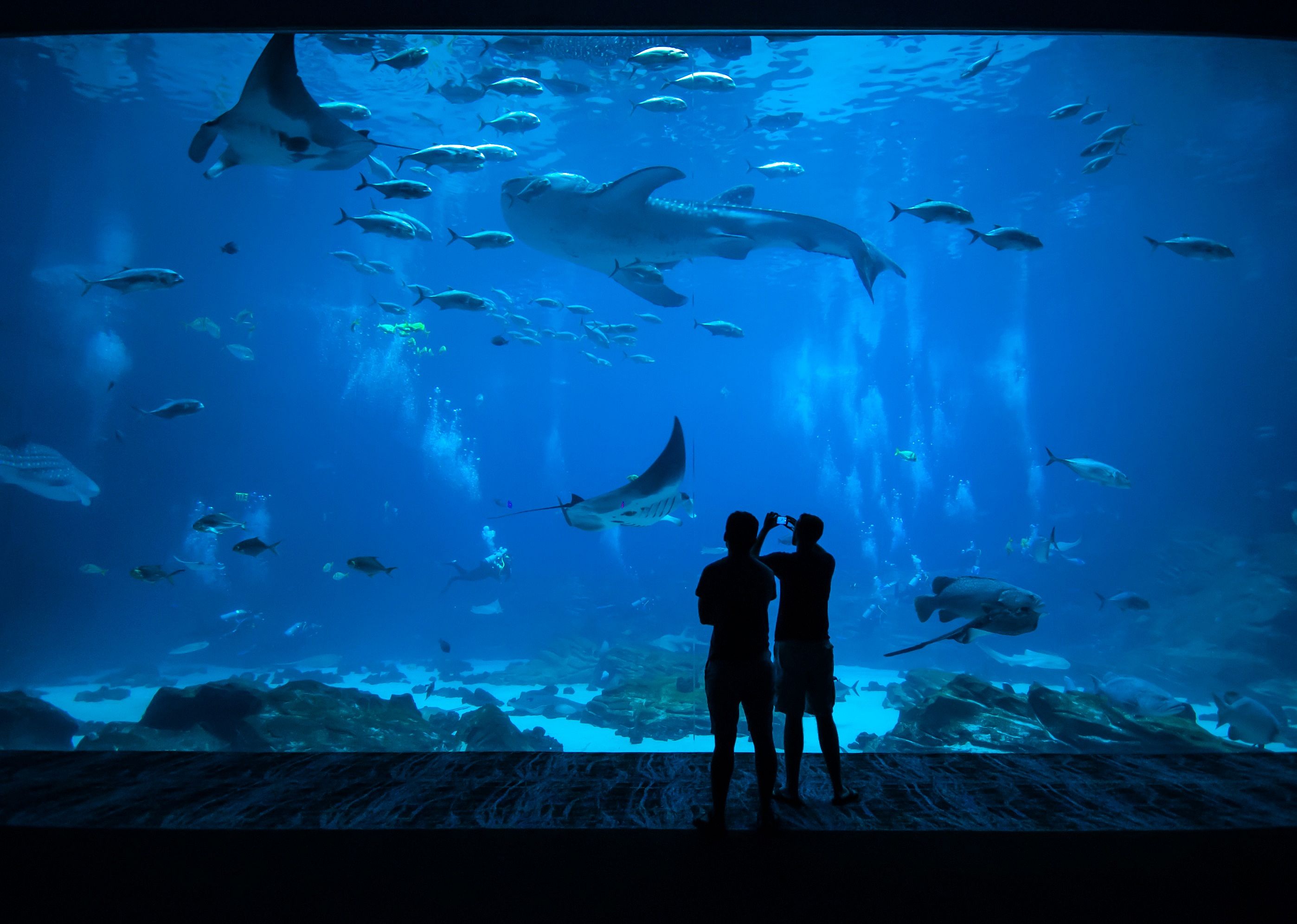 Aquarium: Tank it Easy