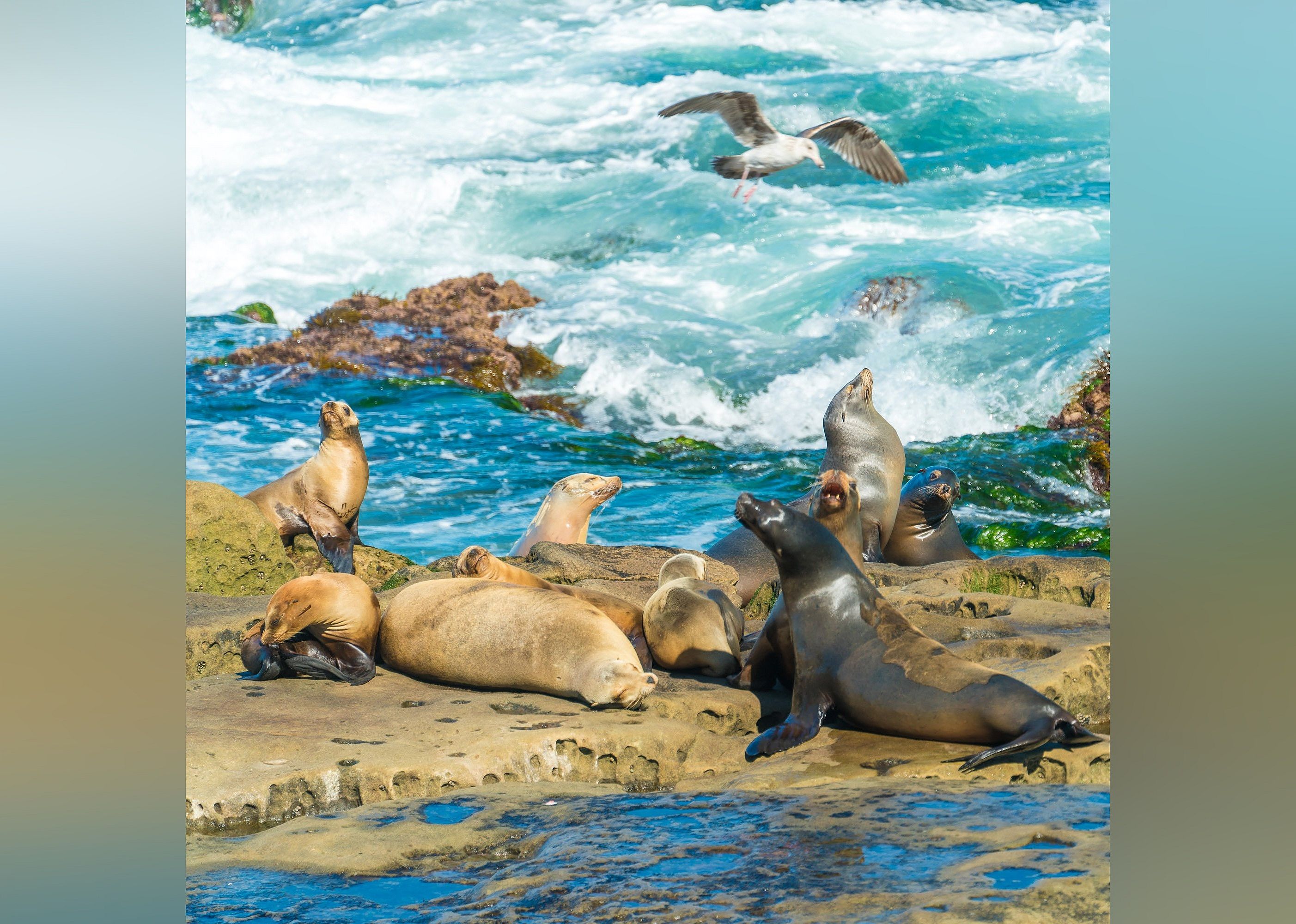 #5. La Jolla Cove