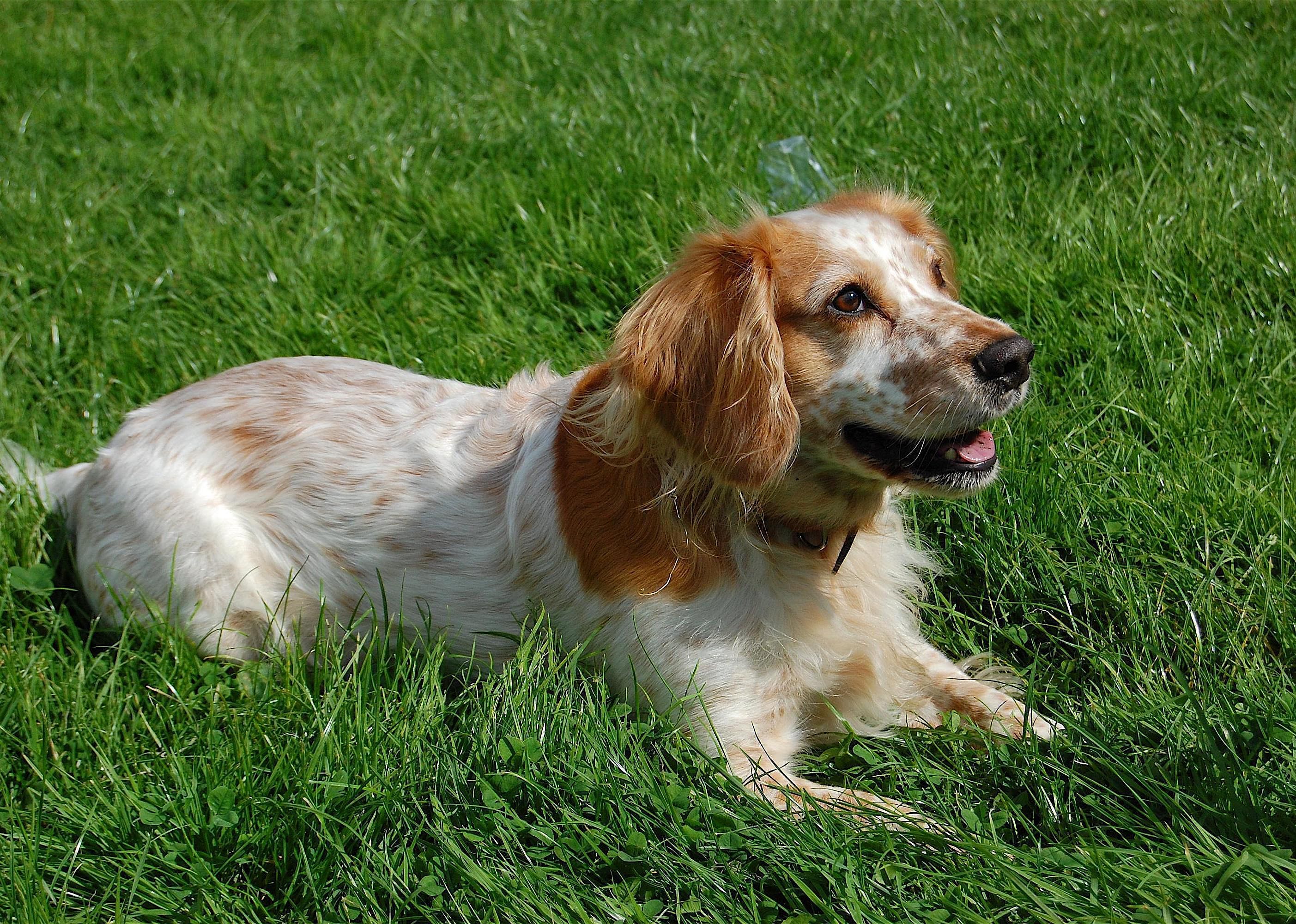 #50. English cocker spaniel