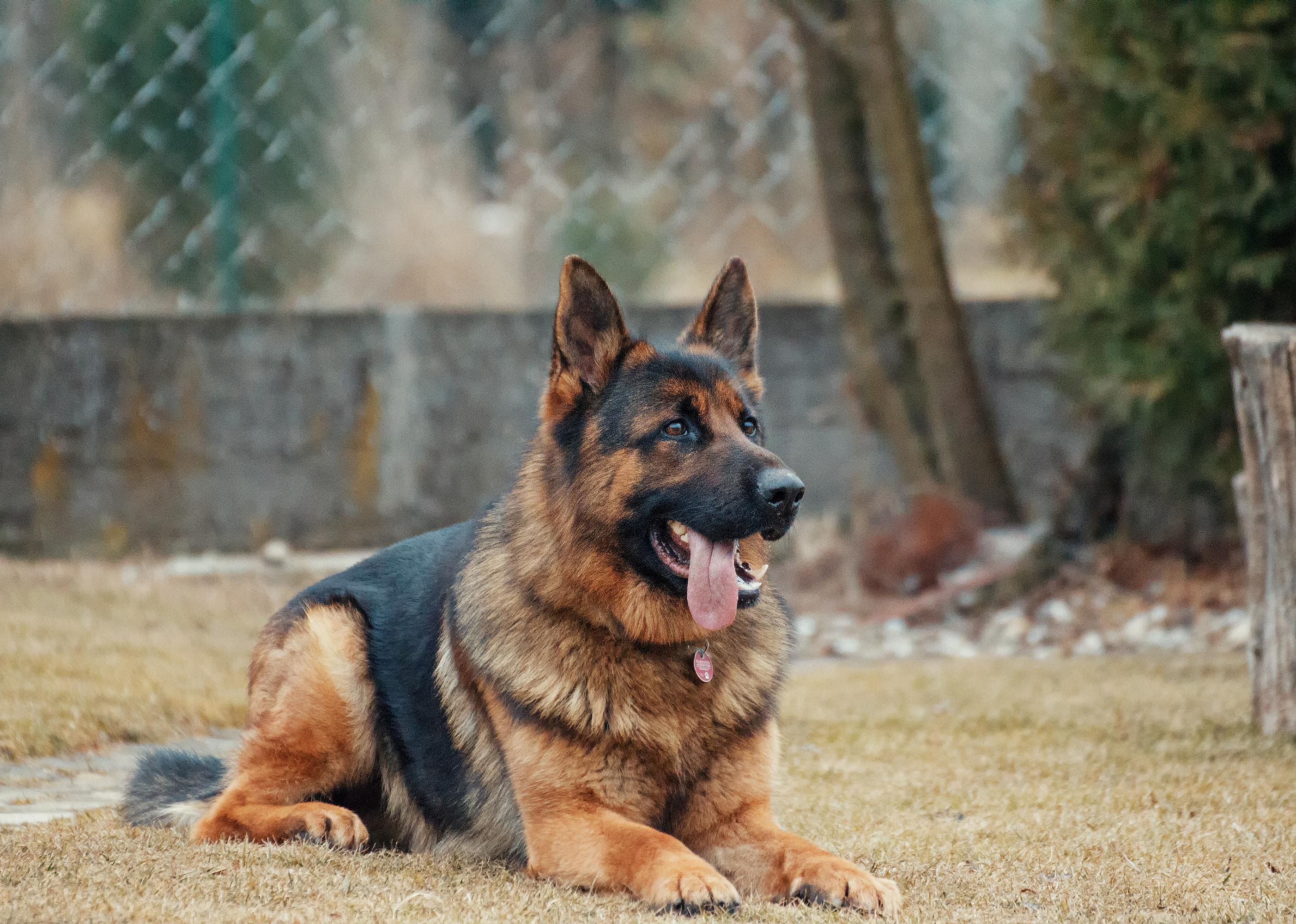 #2. German shepherd