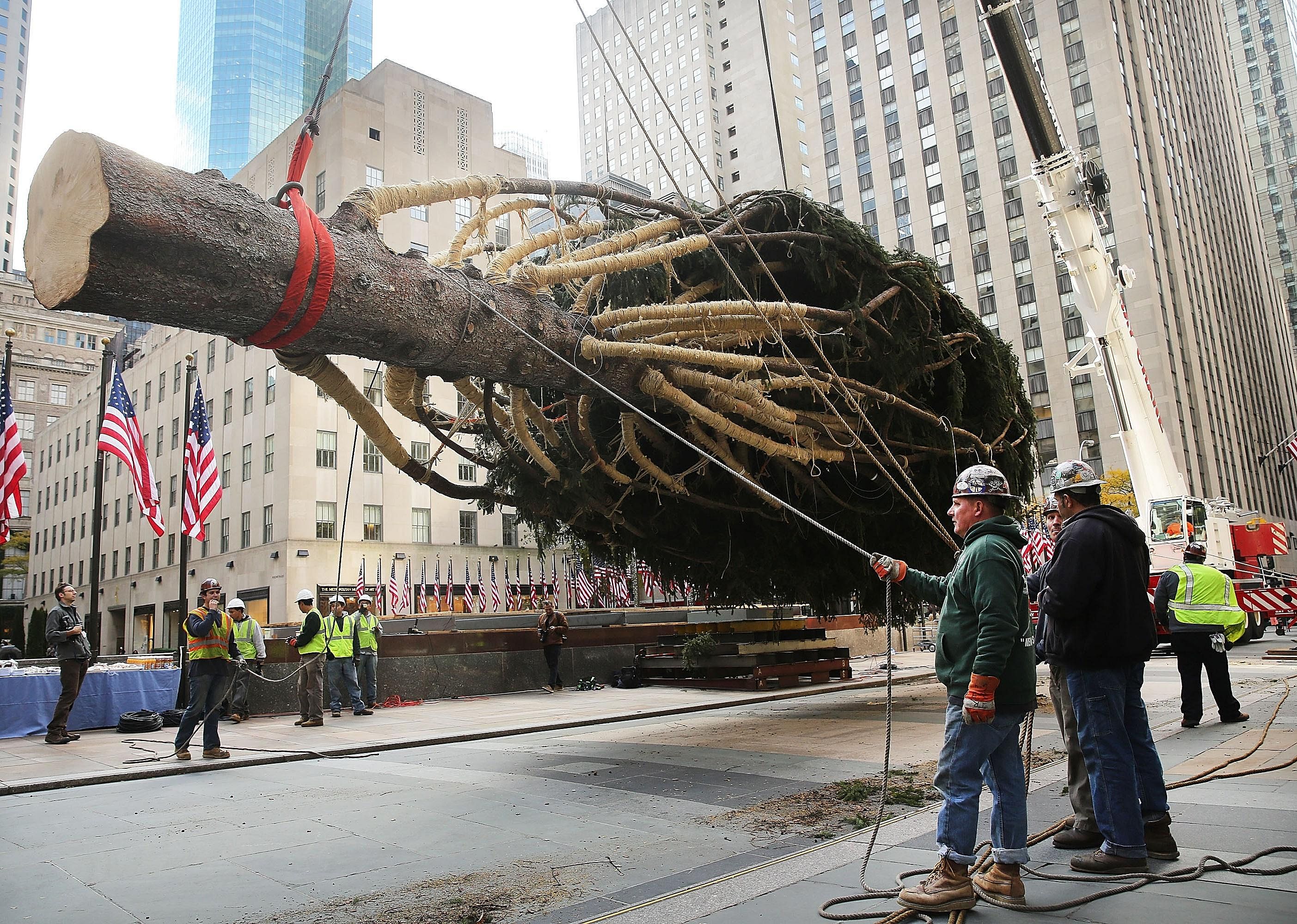 Men in hard hats prepare to raise the 100 foot Christmas Tree in Rockefeller Center.