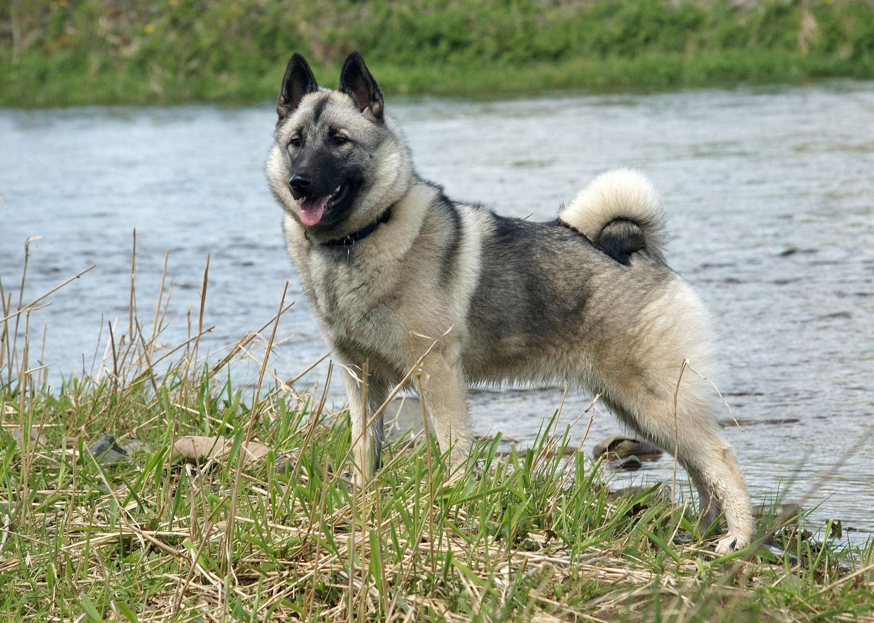 #93. Norwegian elkhound