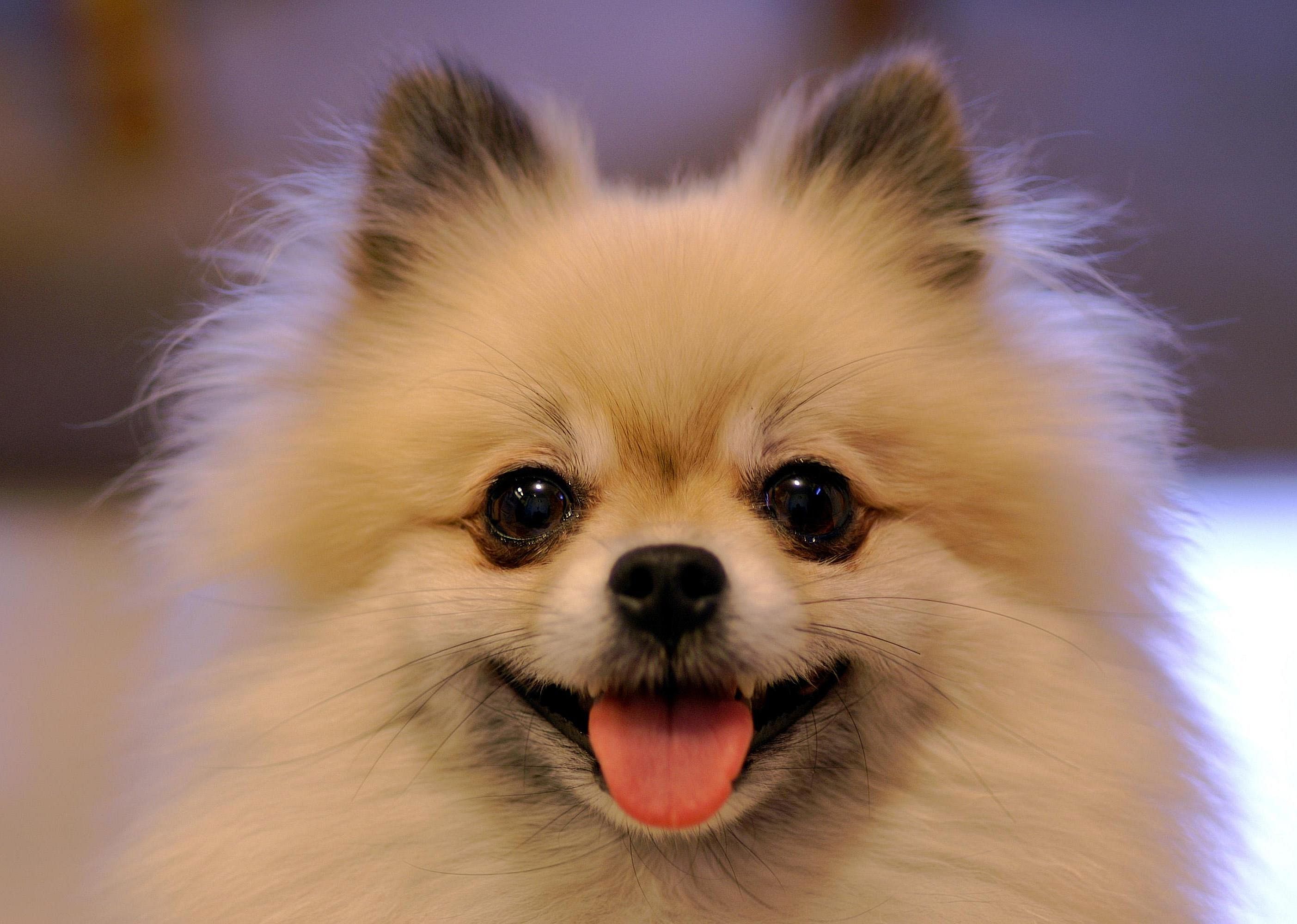 #1. Pomeranian