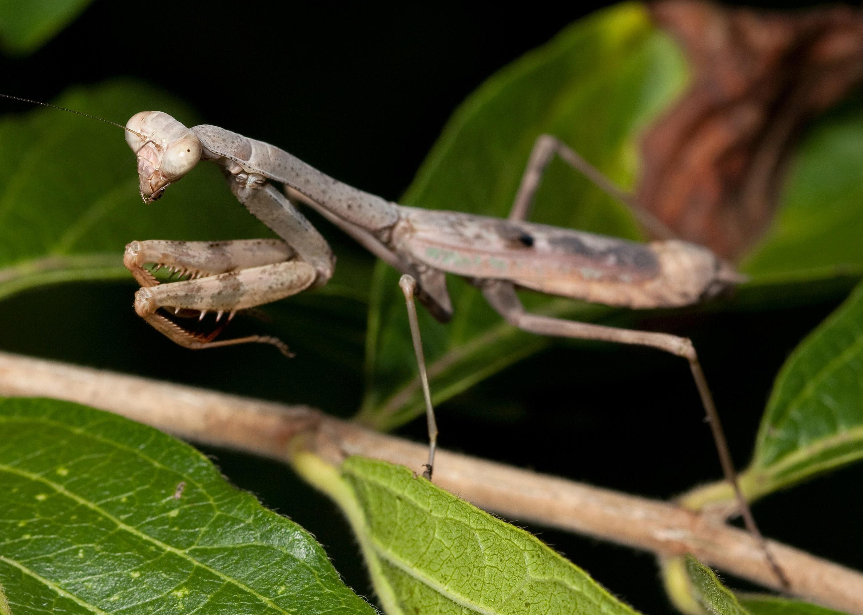 Answer: South Carolina state insect