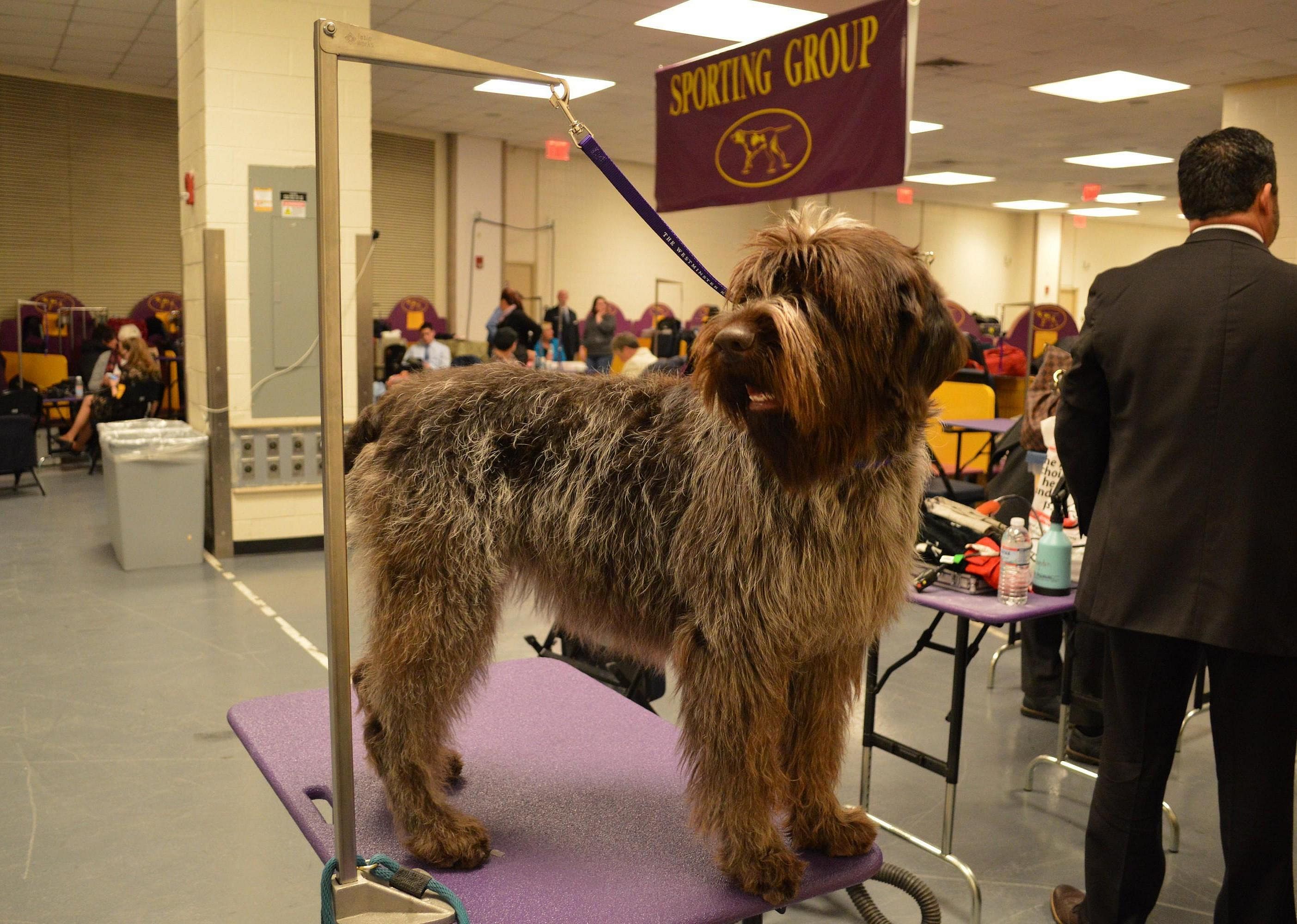 #62. Wirehaired pointing griffon