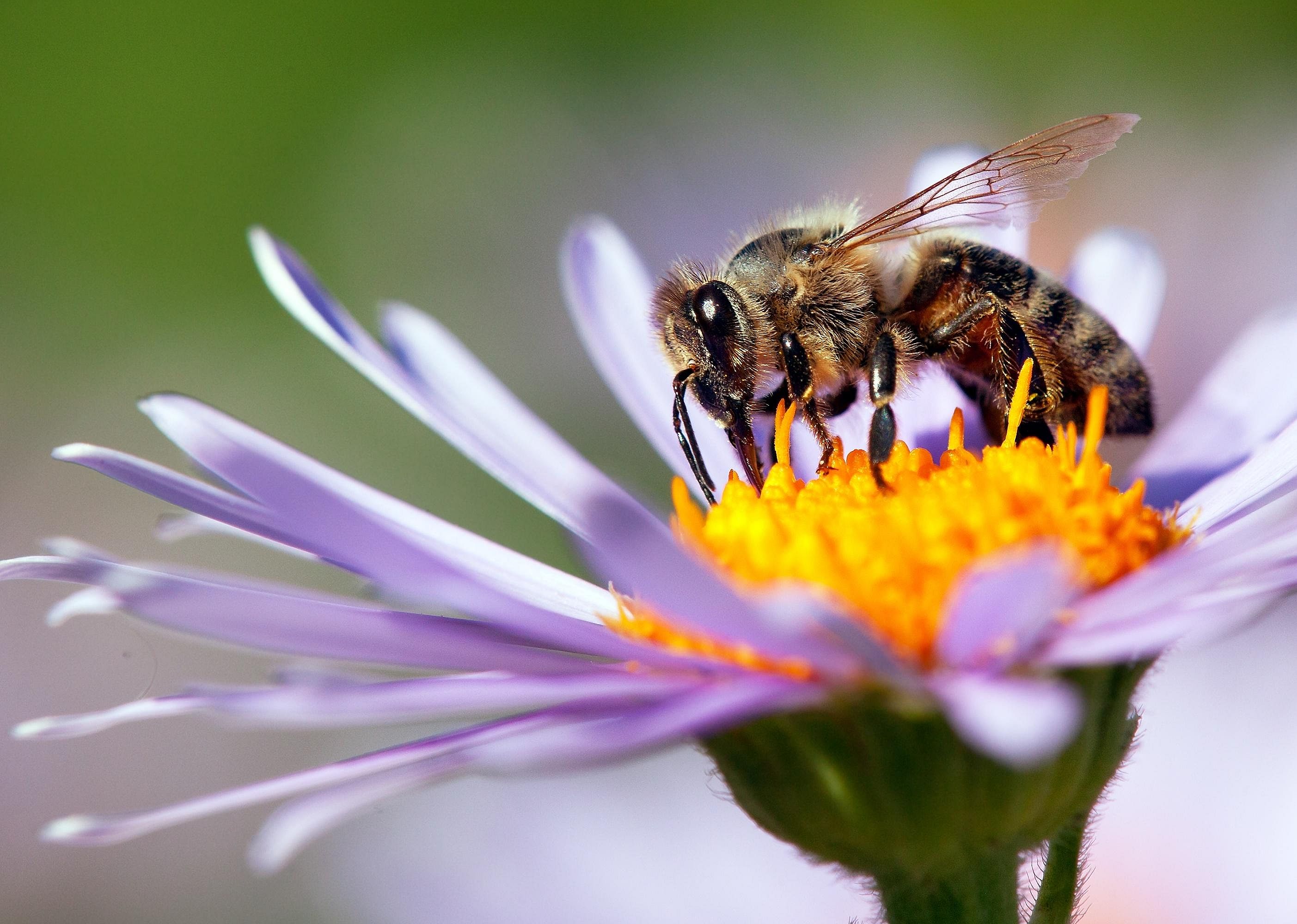 Researchers track pollinators' health, worldwide