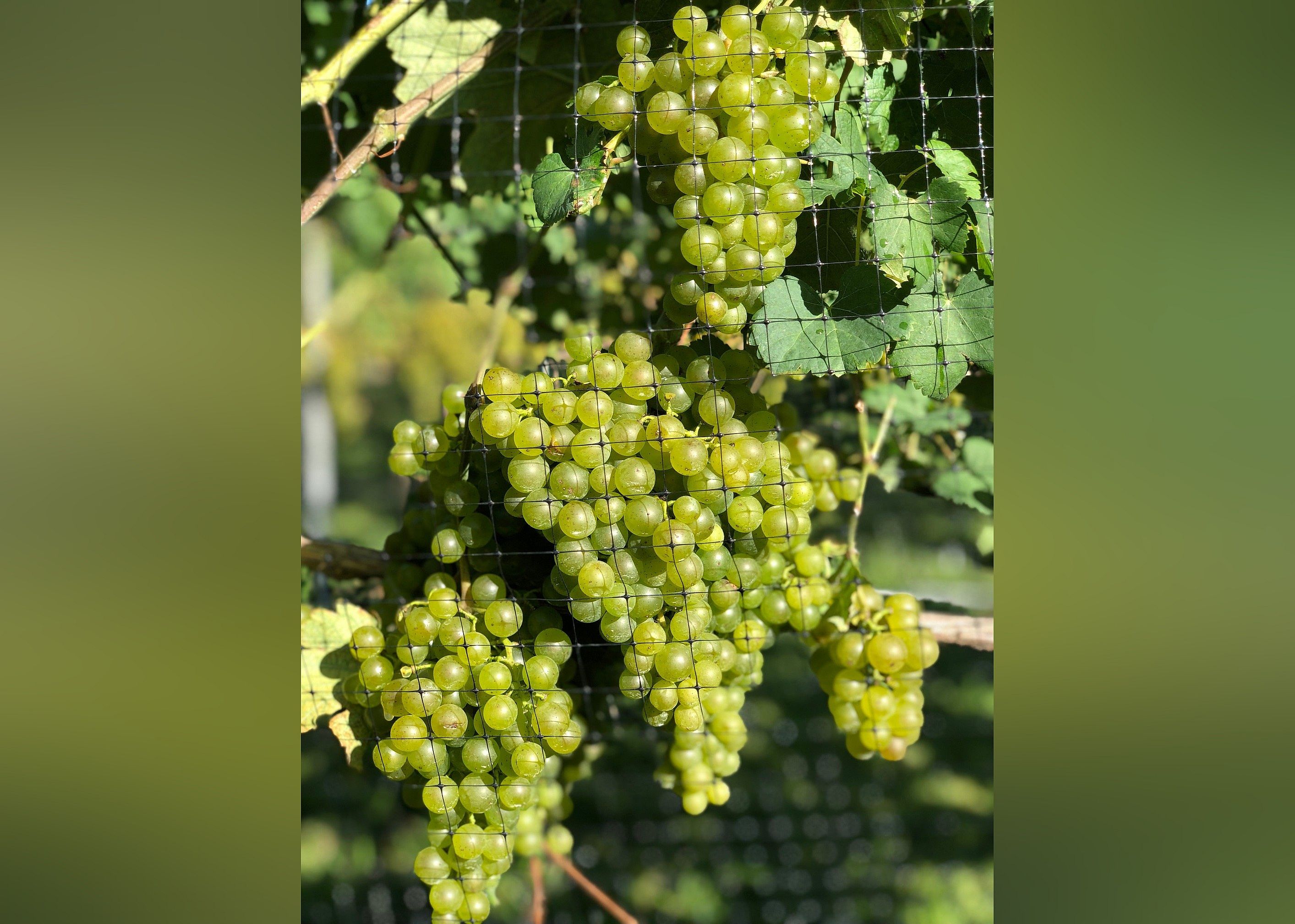 #10. Marked Tree Vineyard