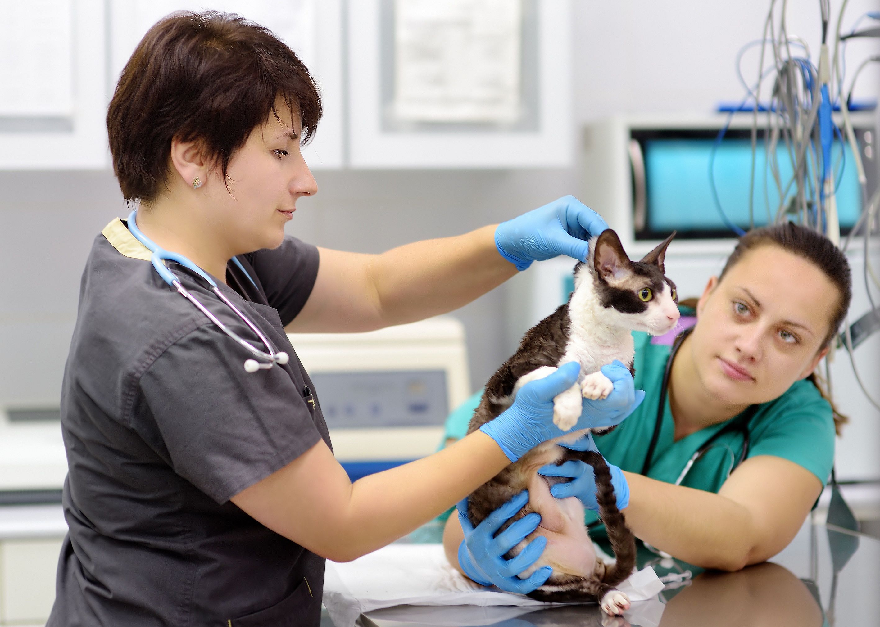 #49. Veterinary technologists and technicians