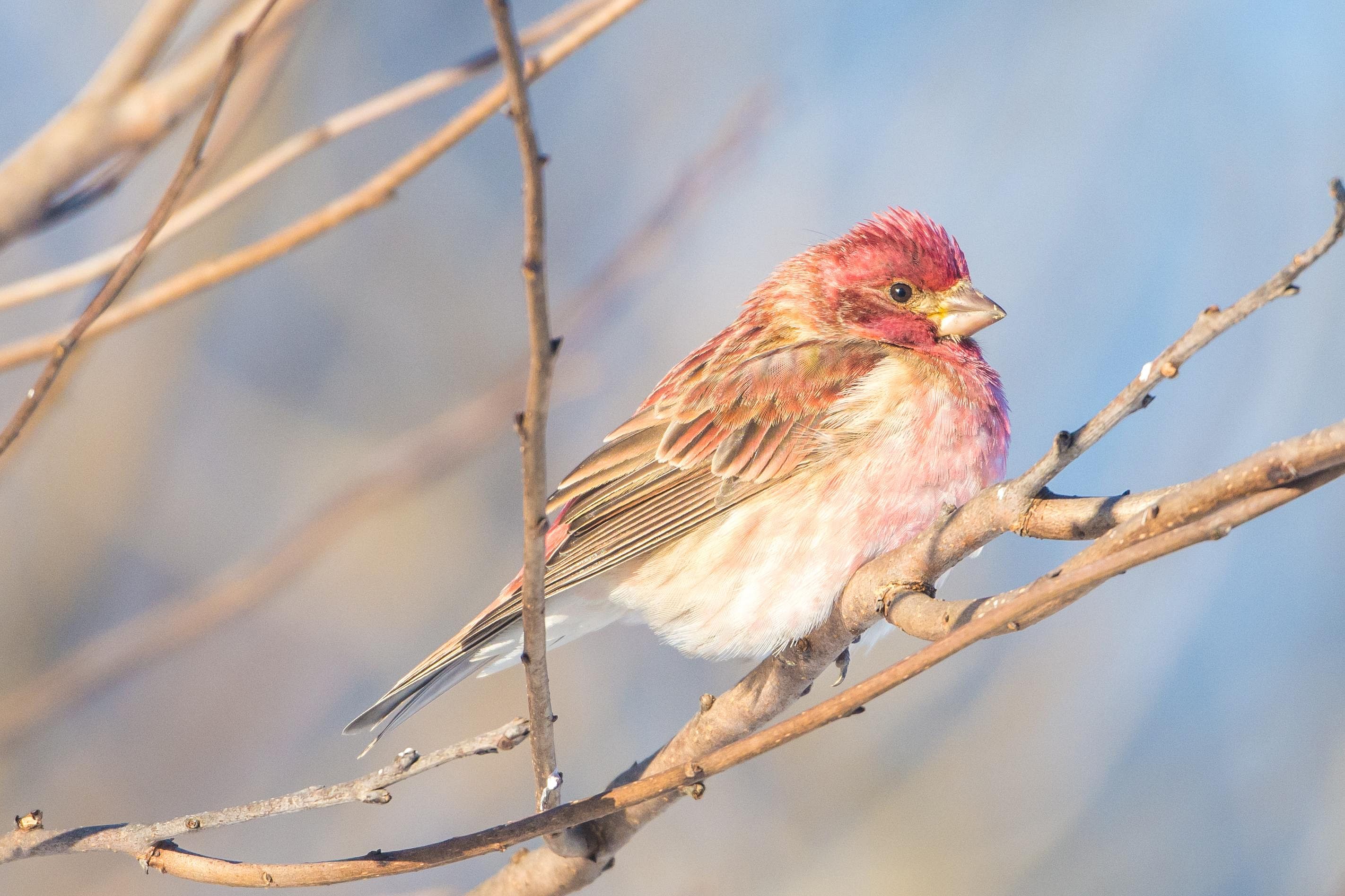 Answer: New Hampshire state bird