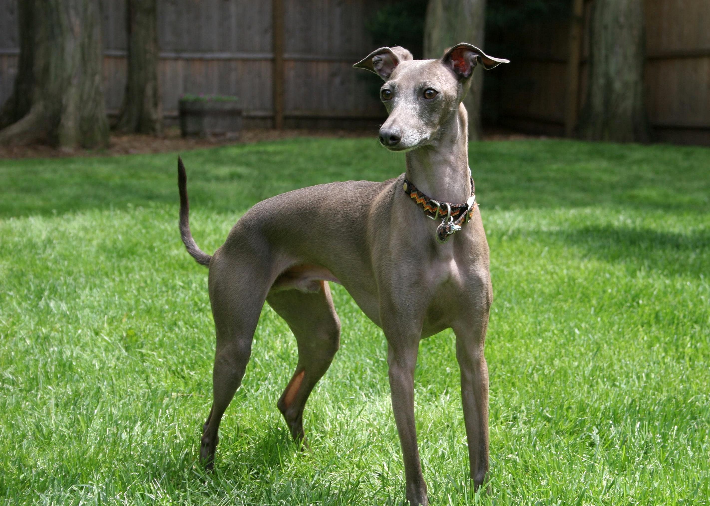 #67. Italian greyhound
