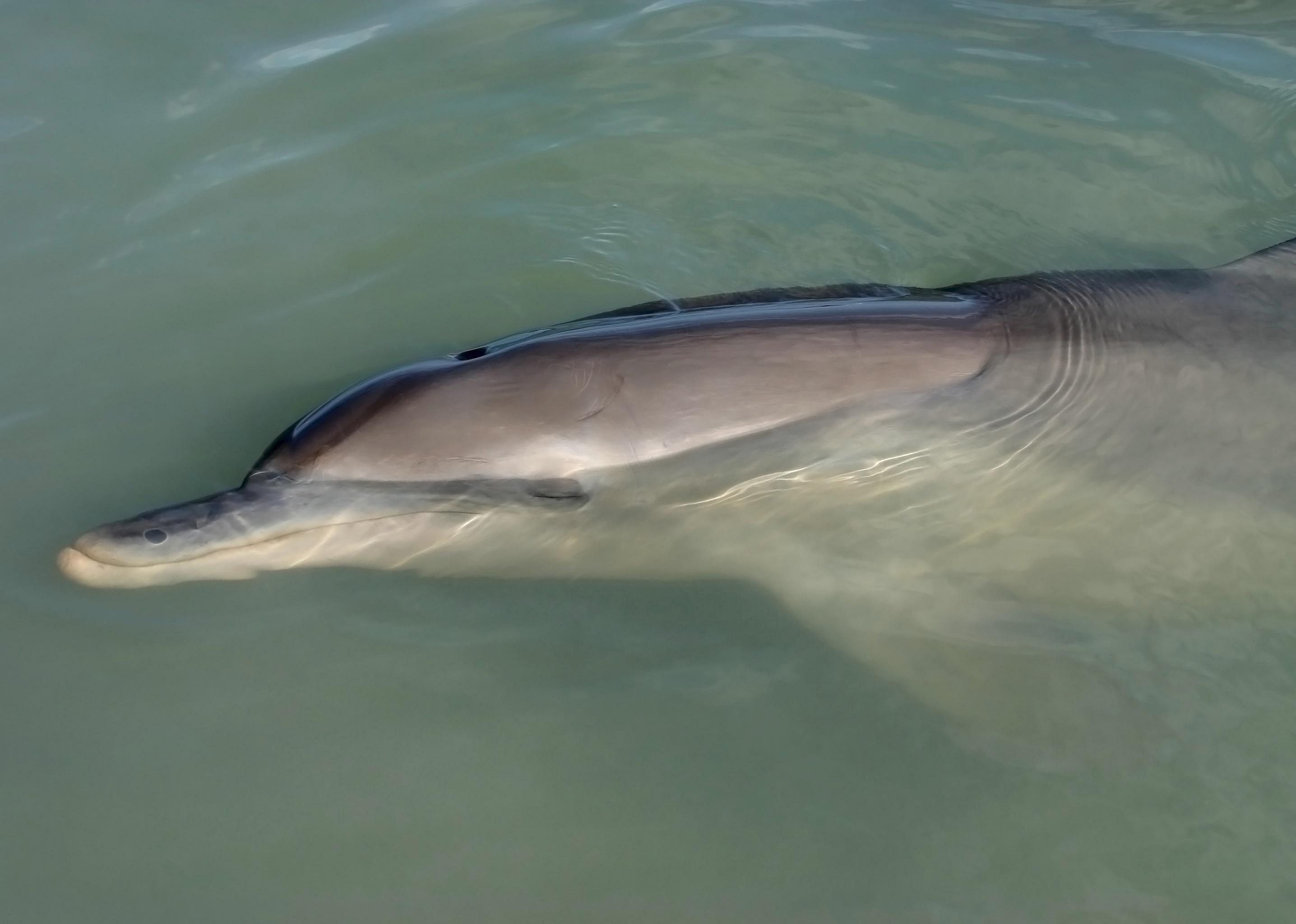Dolphins sleep with half their brains turned off