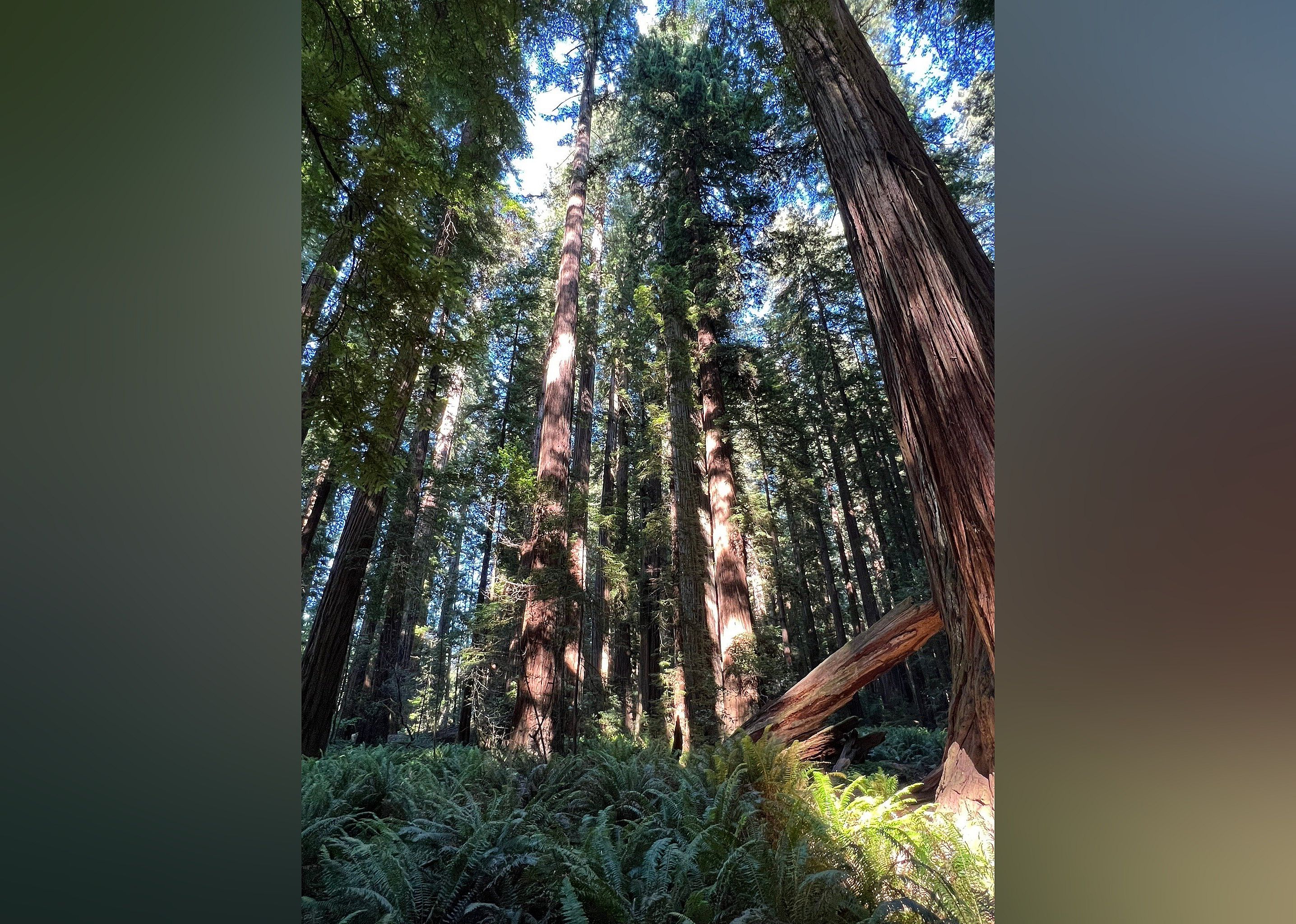 #23. Jedediah Smith Redwoods State Park