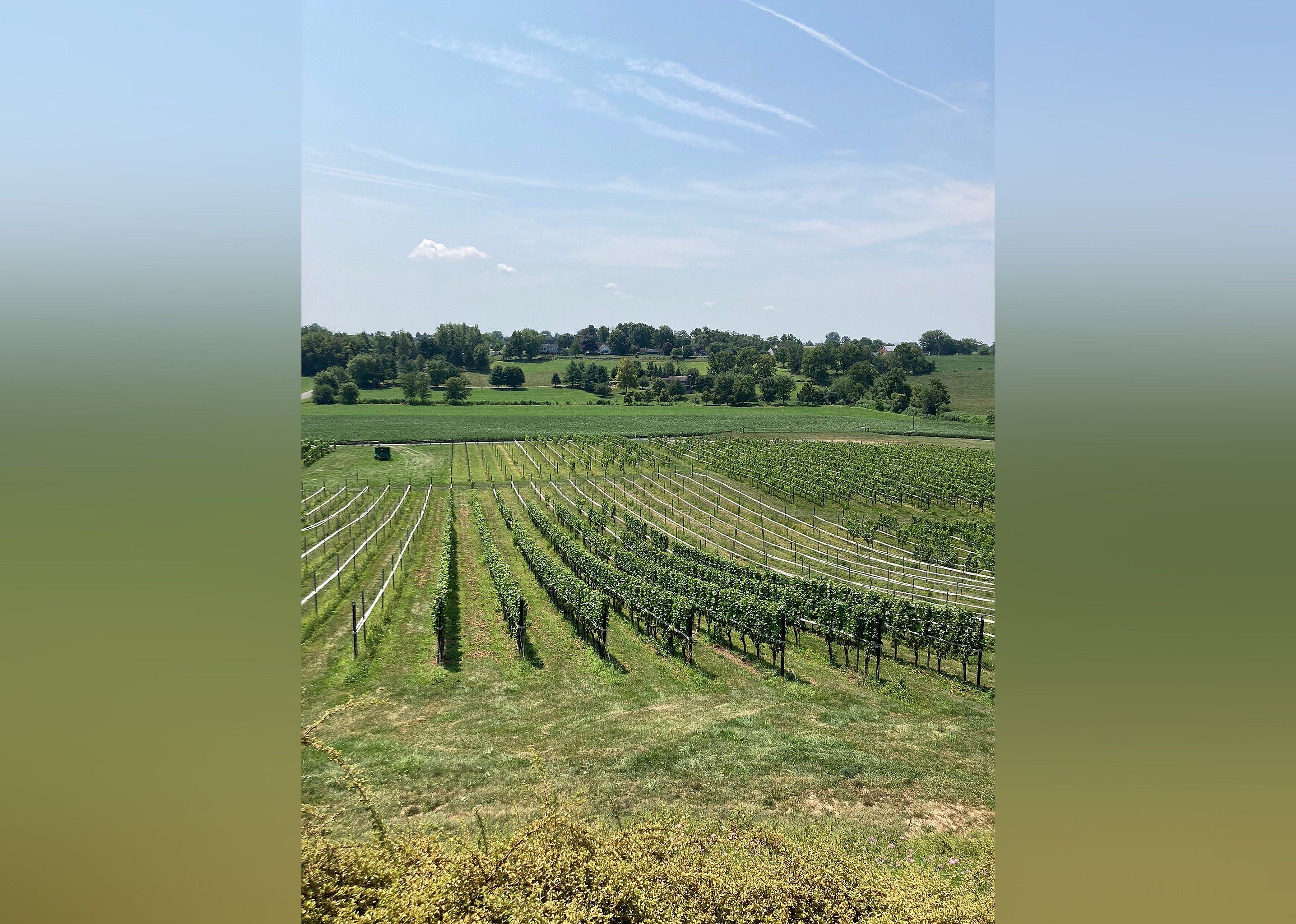 #22. Grandview Vineyard