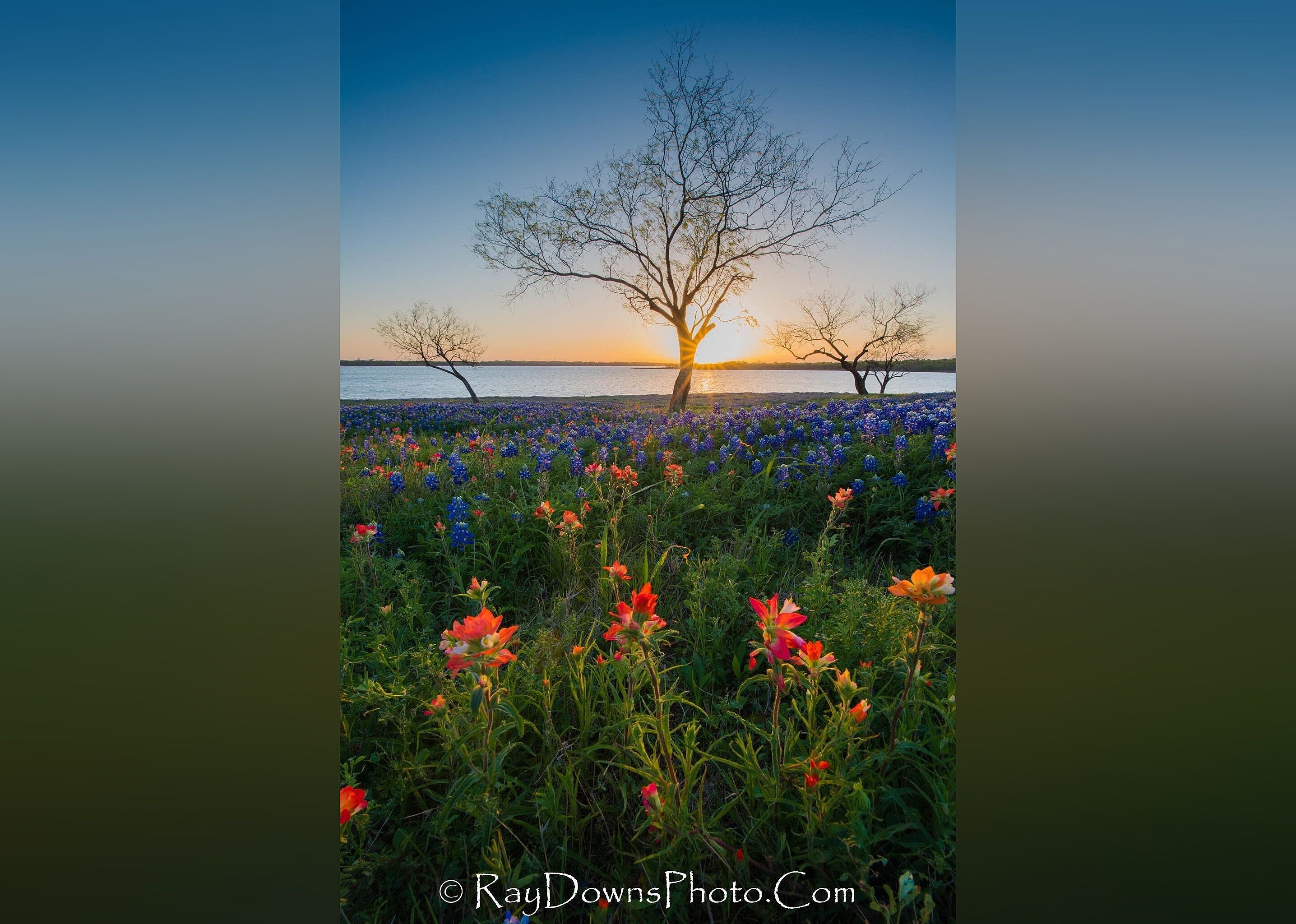 #5. Bluebonnet Trail