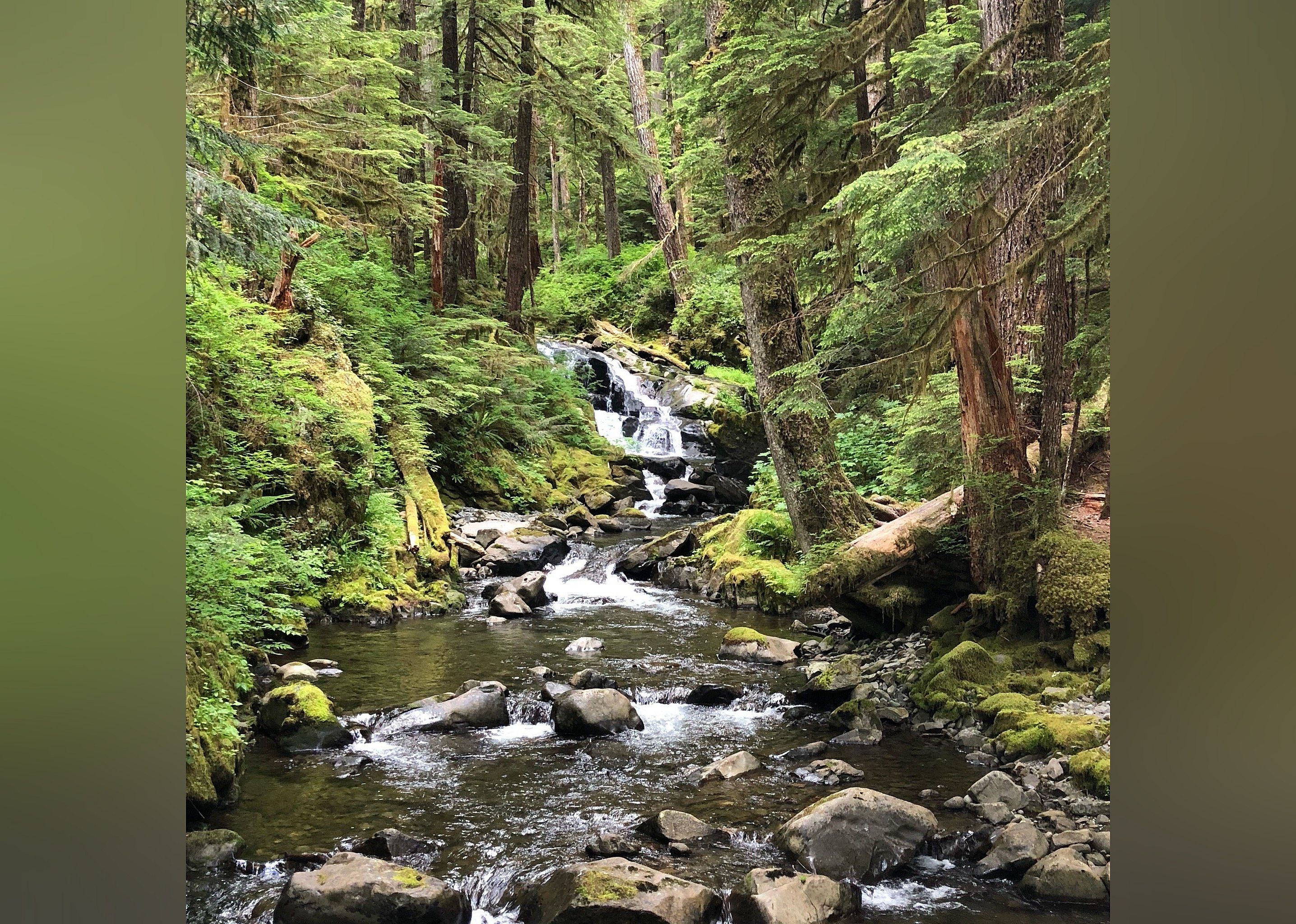 #9. Hoh Rain Forest