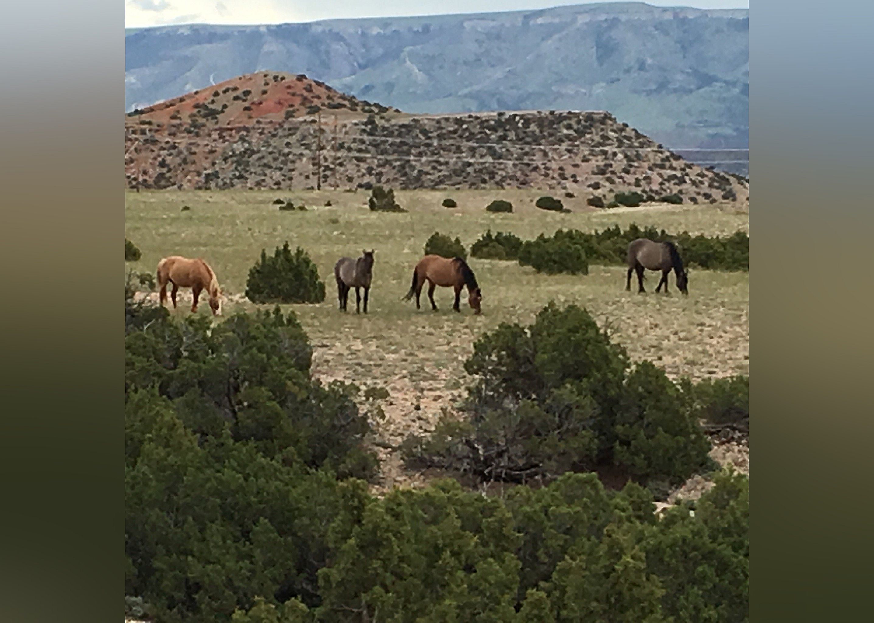 #17. Pryor Mountain Wild Mustang Center