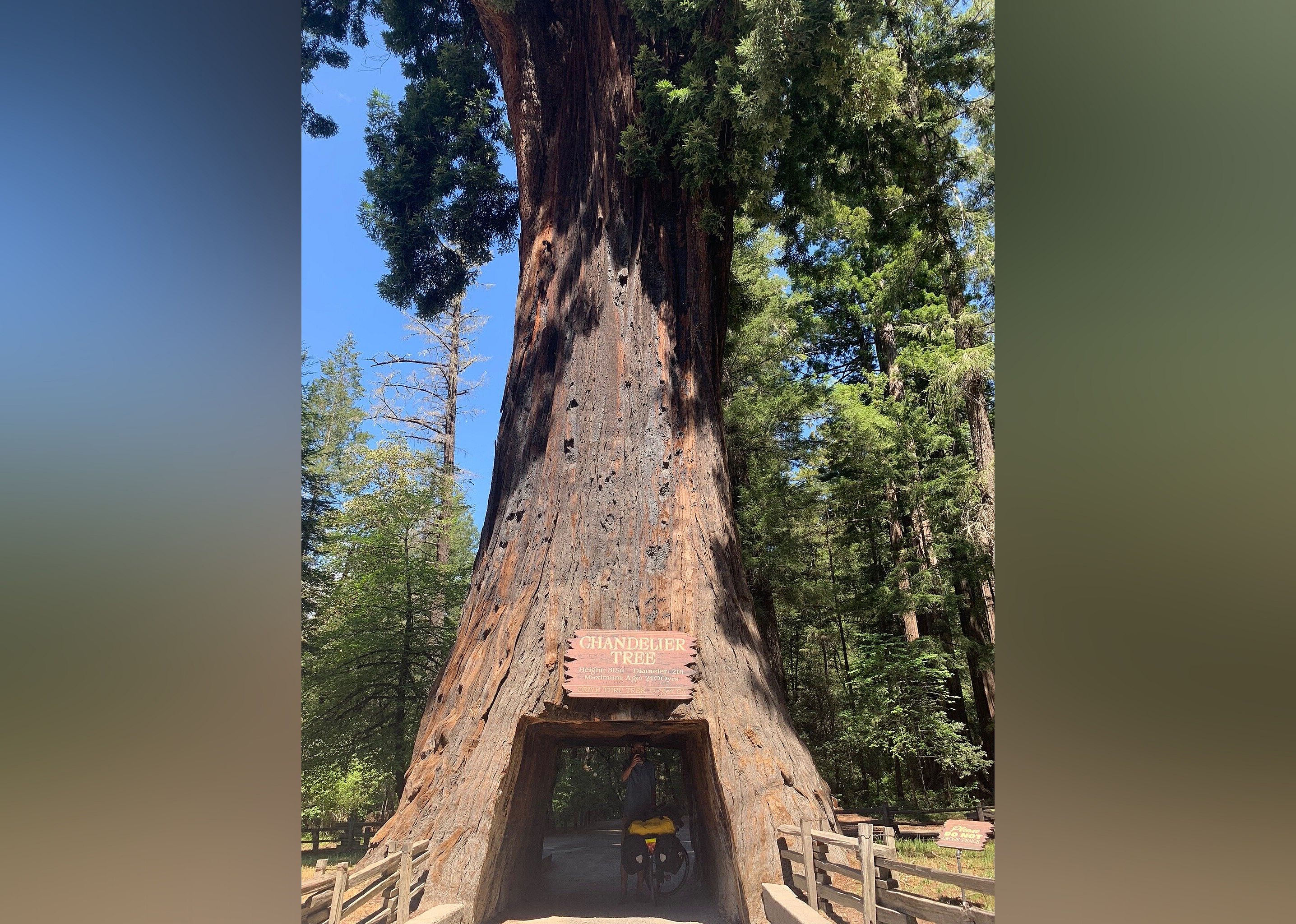 #10. Chandelier Drive-Through Tree