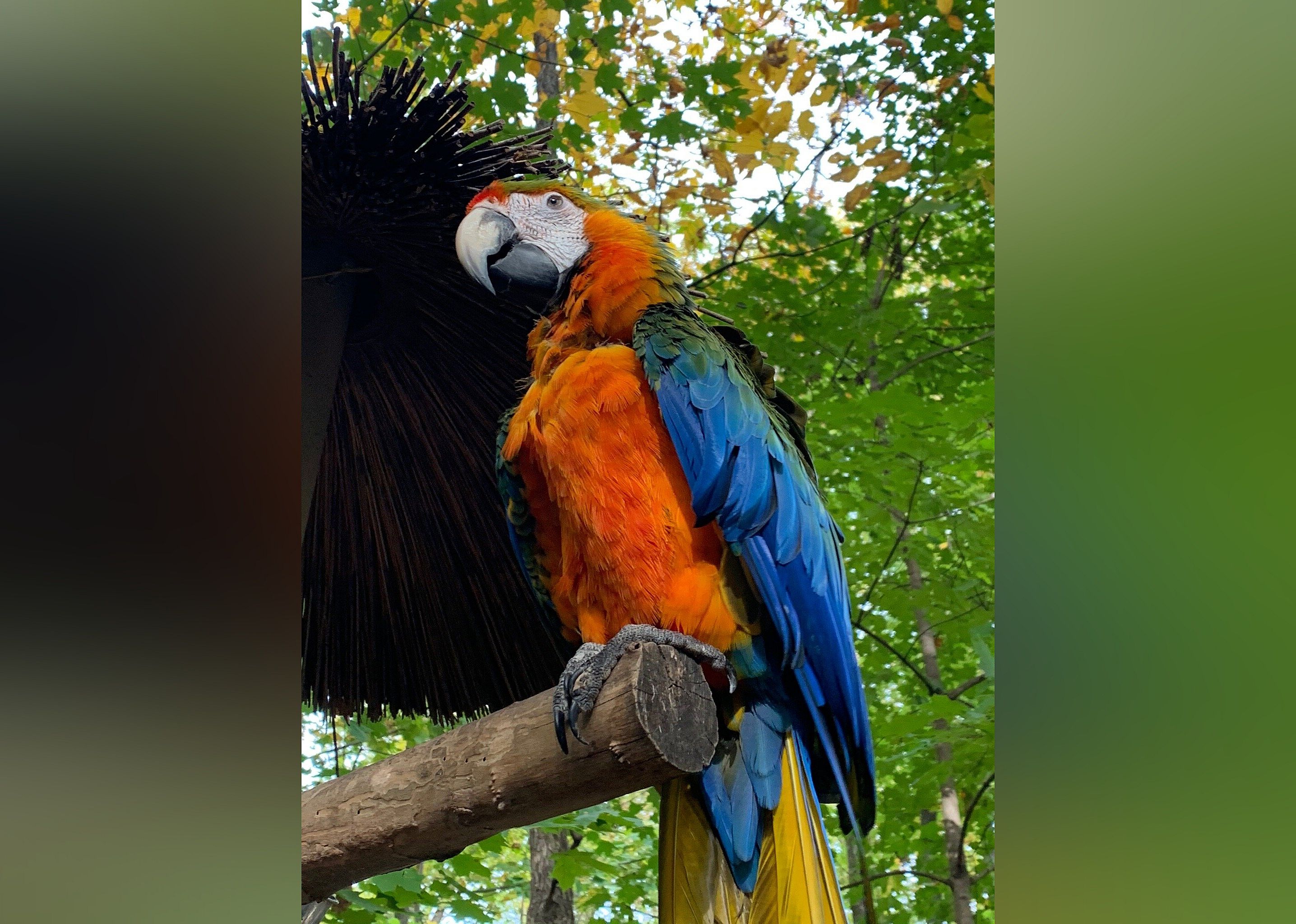#8. Parrot Mountain & Gardens