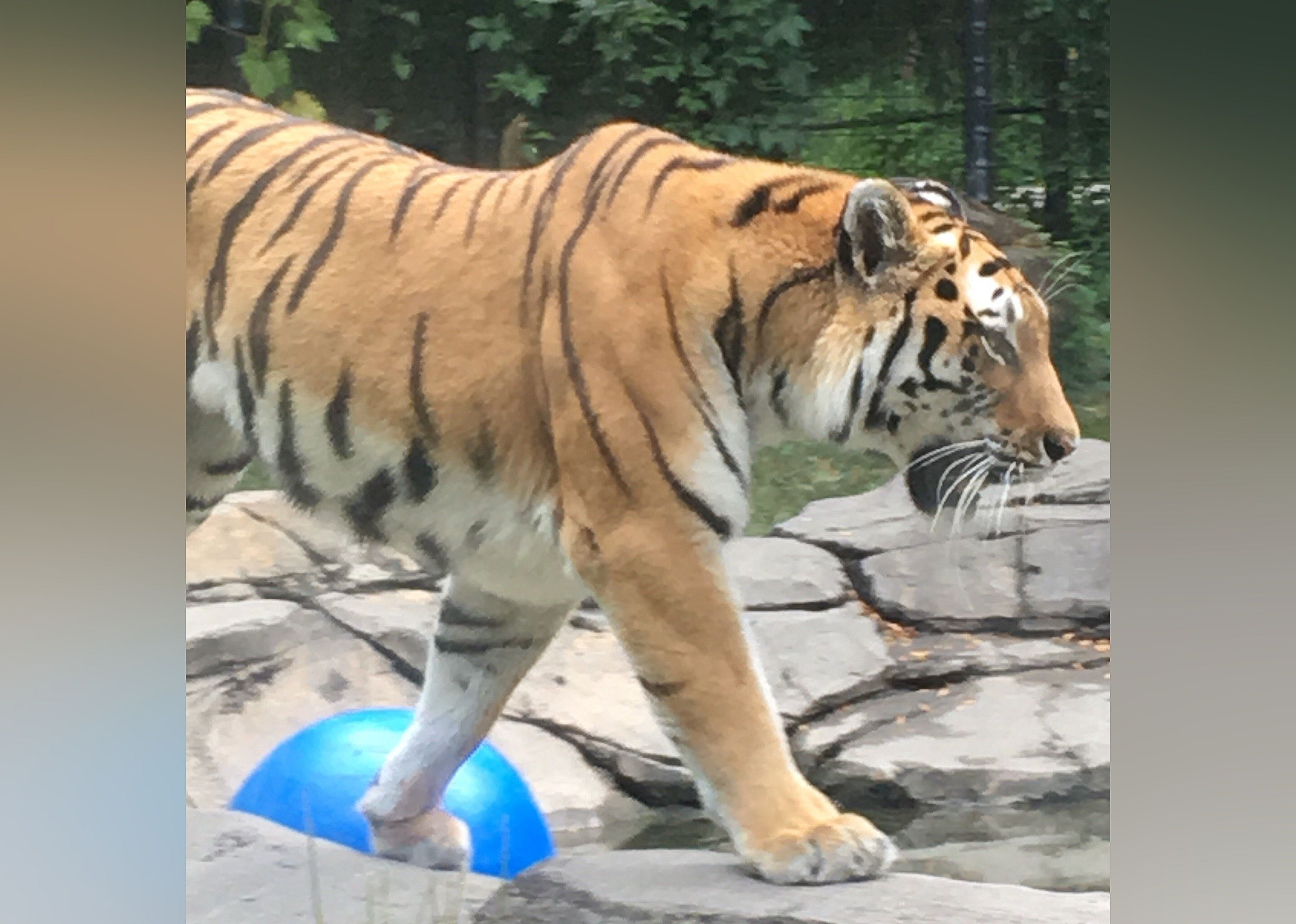 #20. Blank Park Zoo