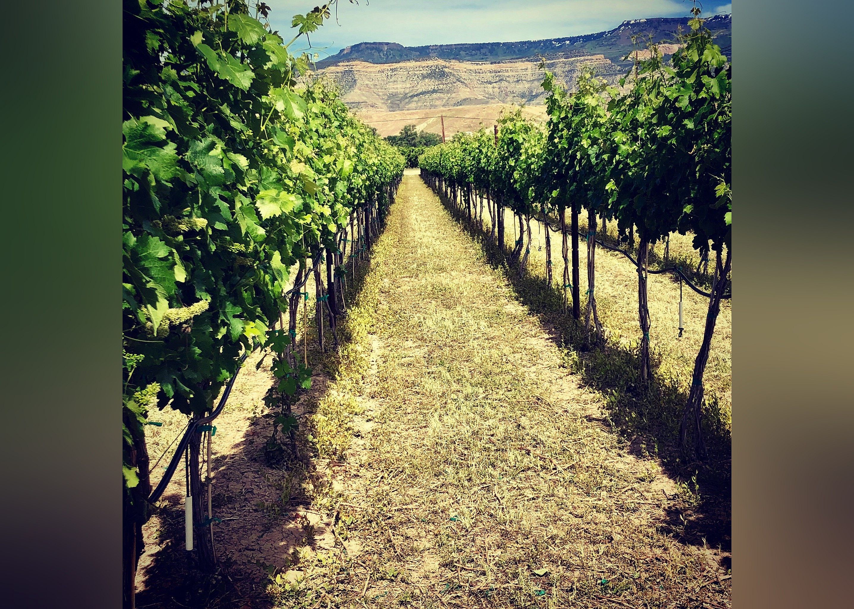 #12. Restoration Vineyards