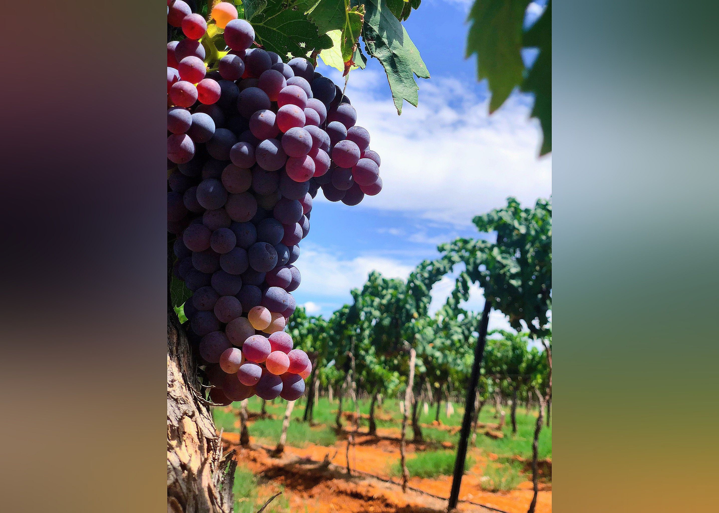 #25. Callaghan Vineyards