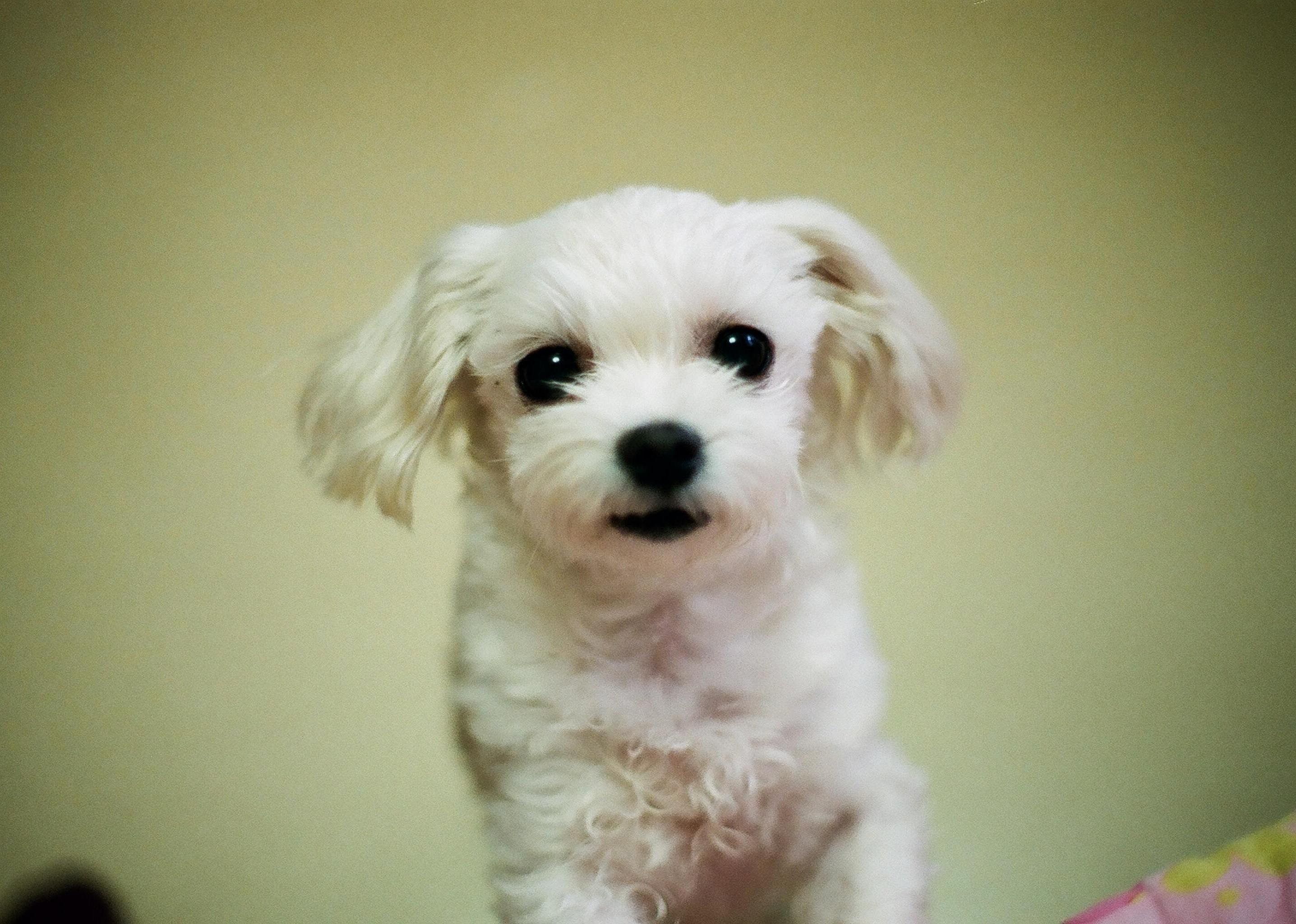 #78. Lhasa Apso