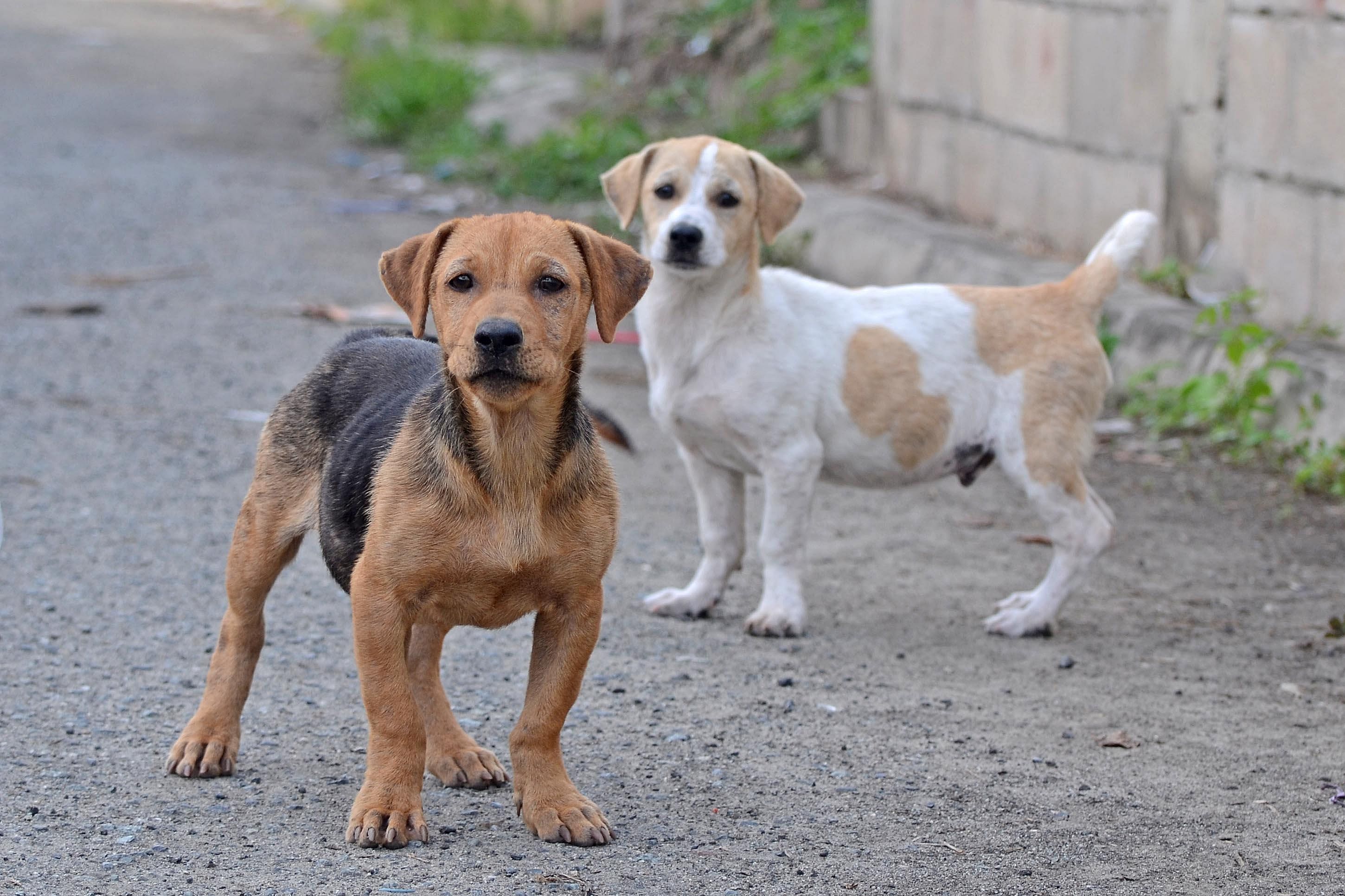 #26. Animals and pets