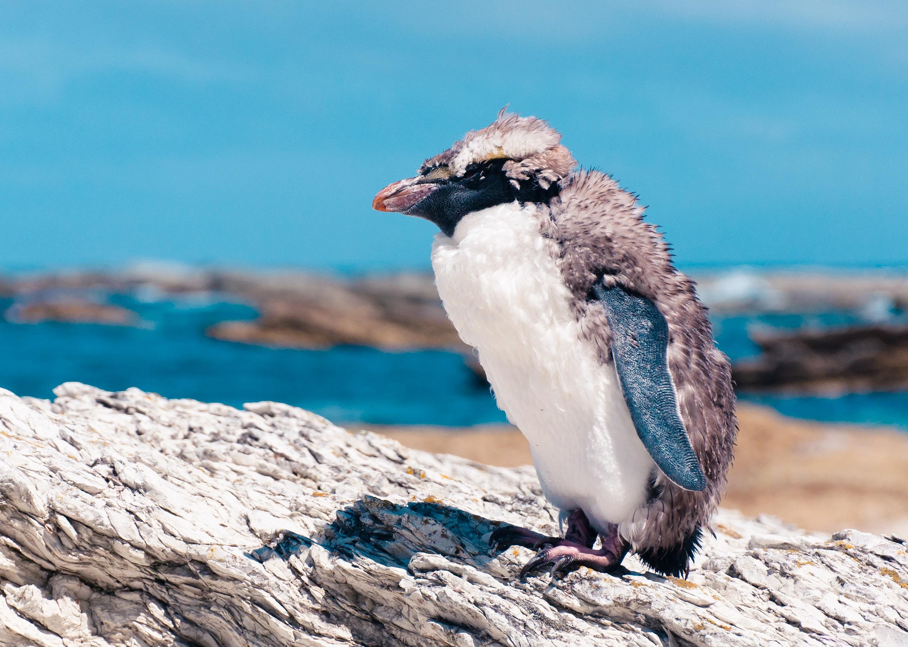 Penguins undergo a 'catastrophic molt'