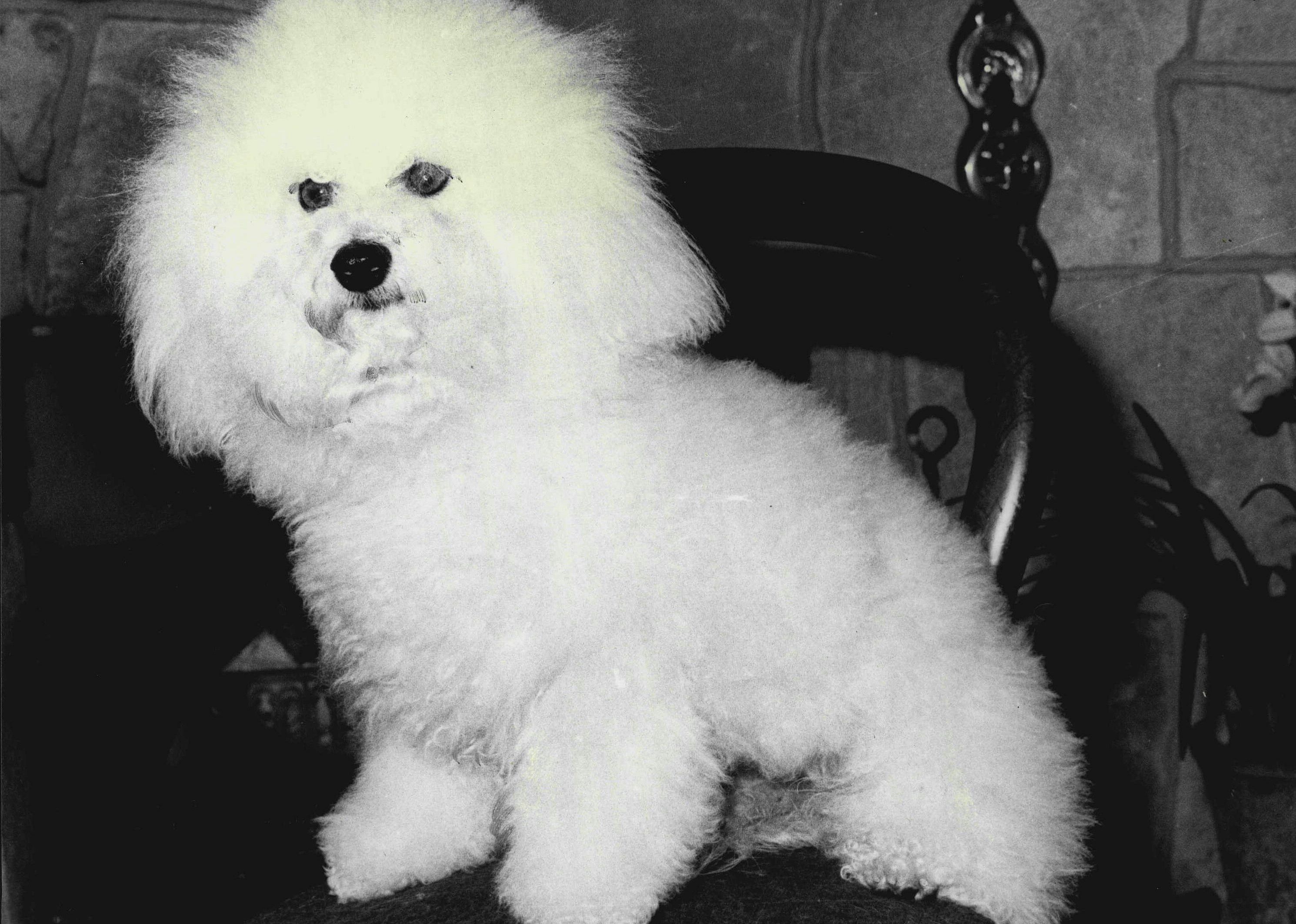 #46. Bichon frisé