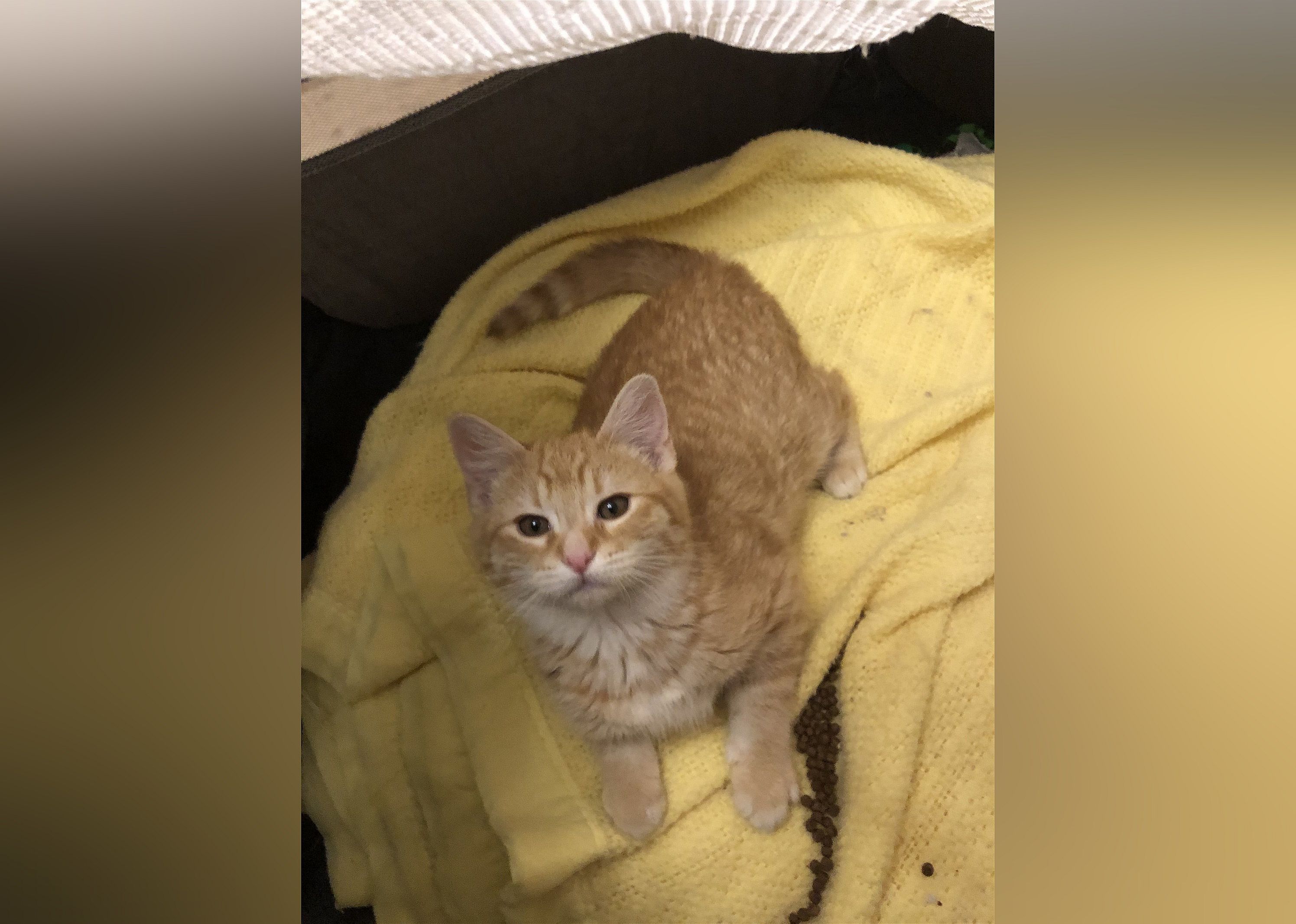 Vinny (Bonded to Esmerelda)