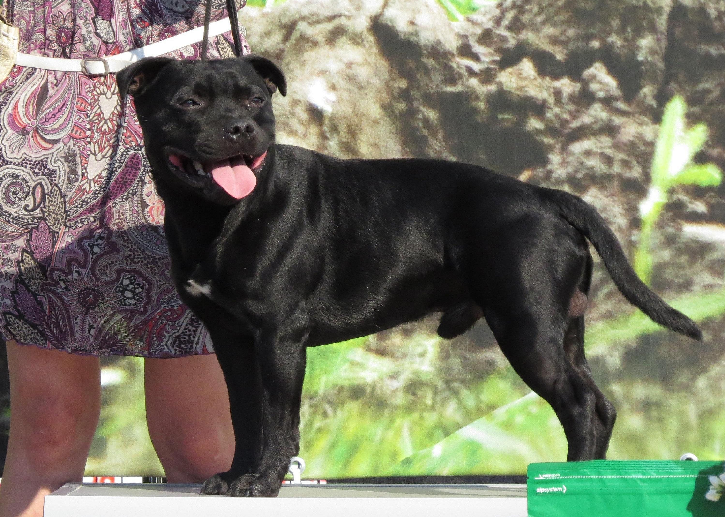 #82. Staffordshire bull terrier