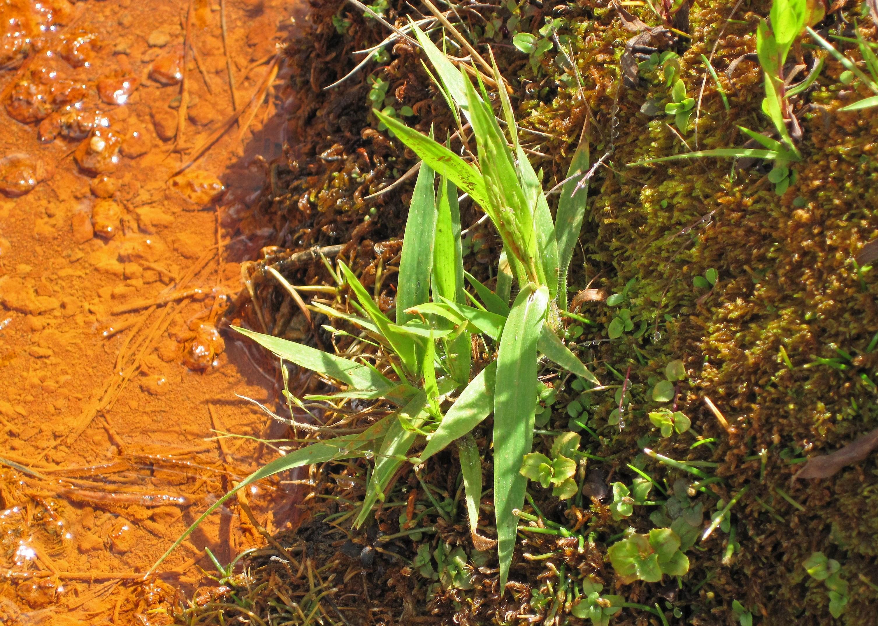 Panic grass and plant fungus