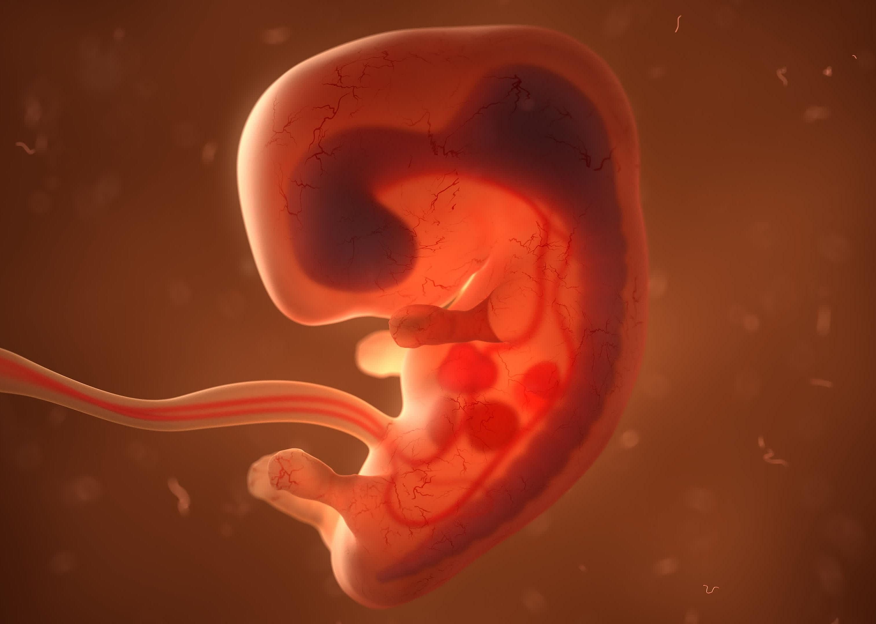 #9. Organogenesis
