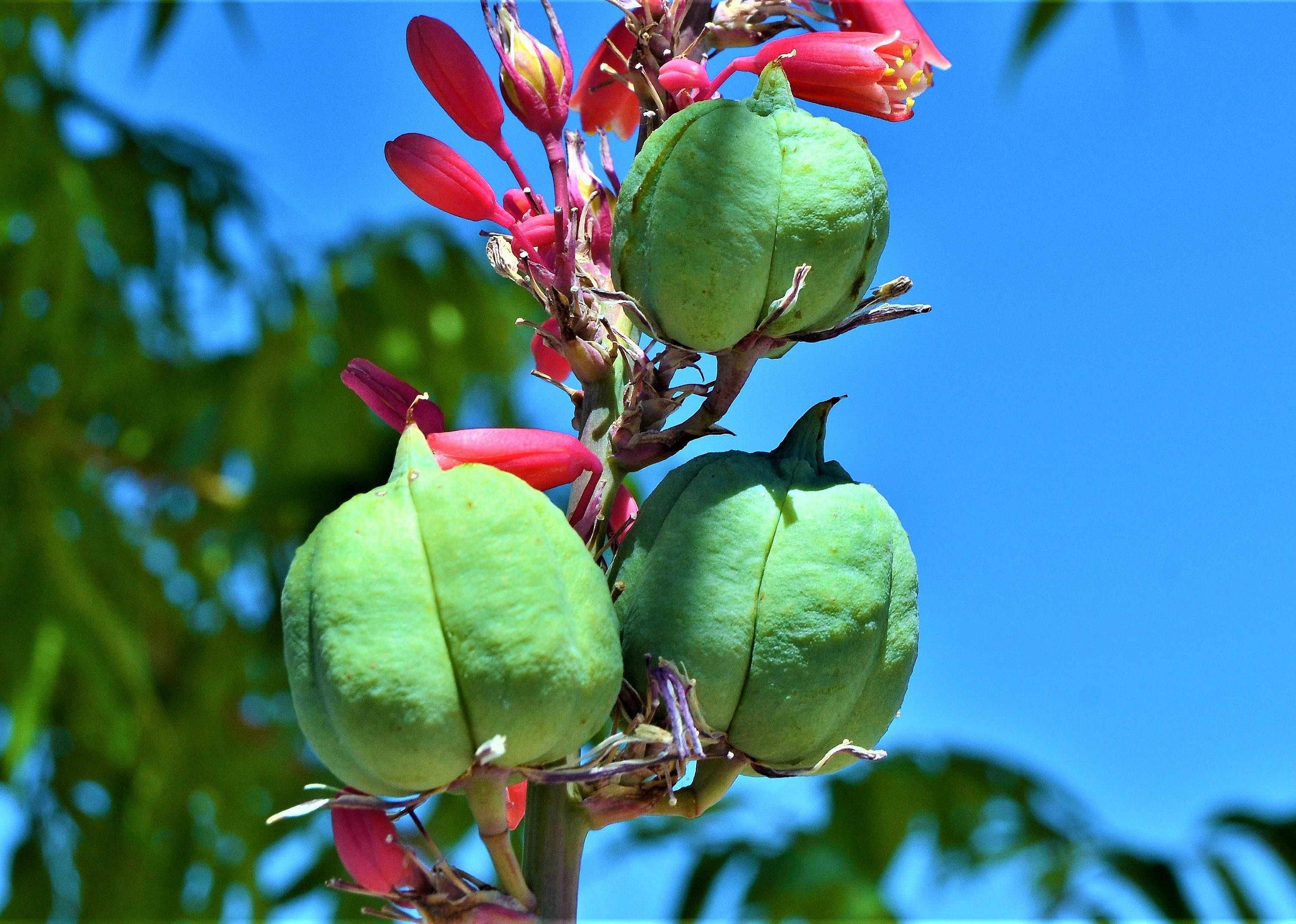 Yucca plants and yucca moths