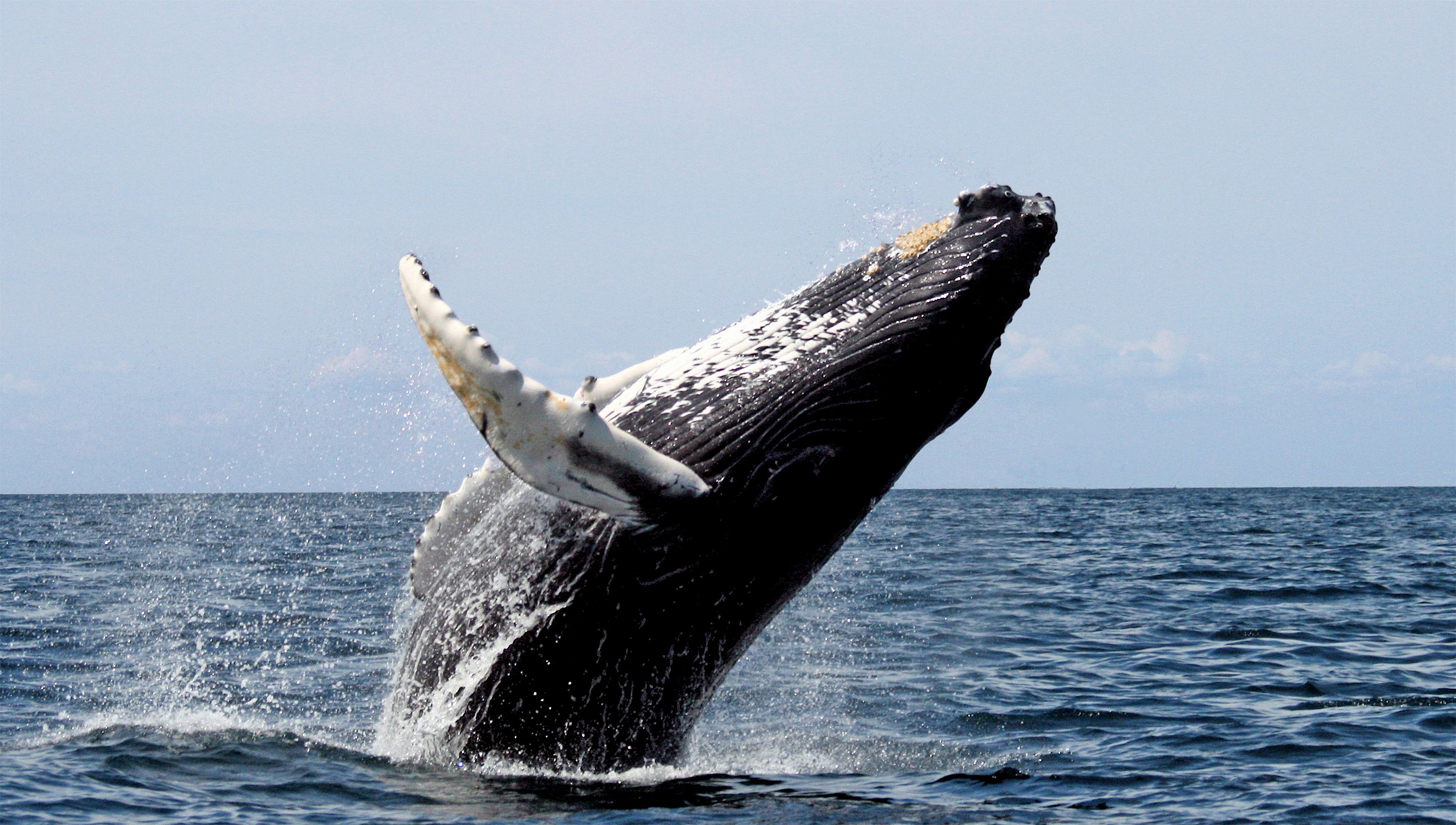 #11. Whaling captains