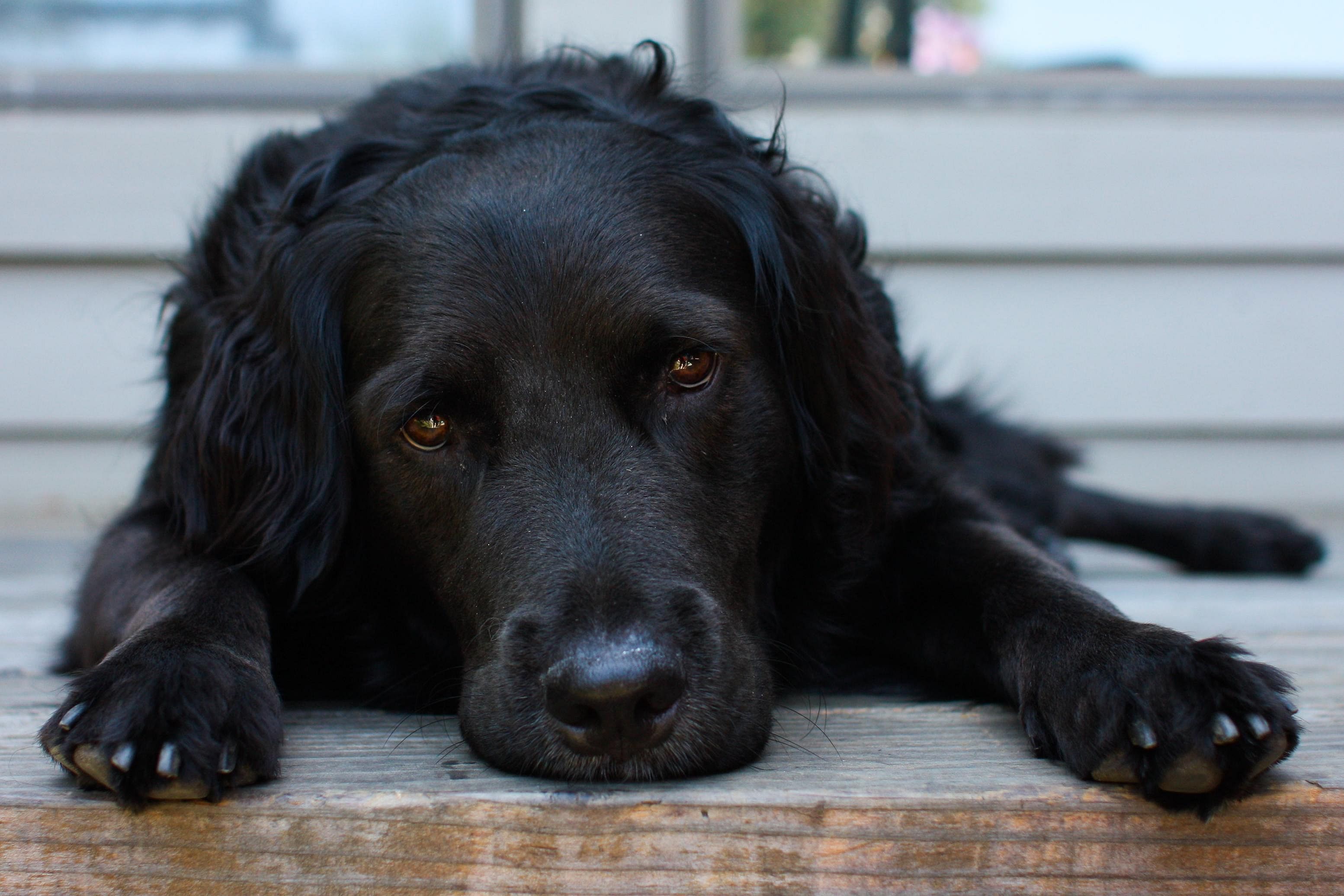 Black dog