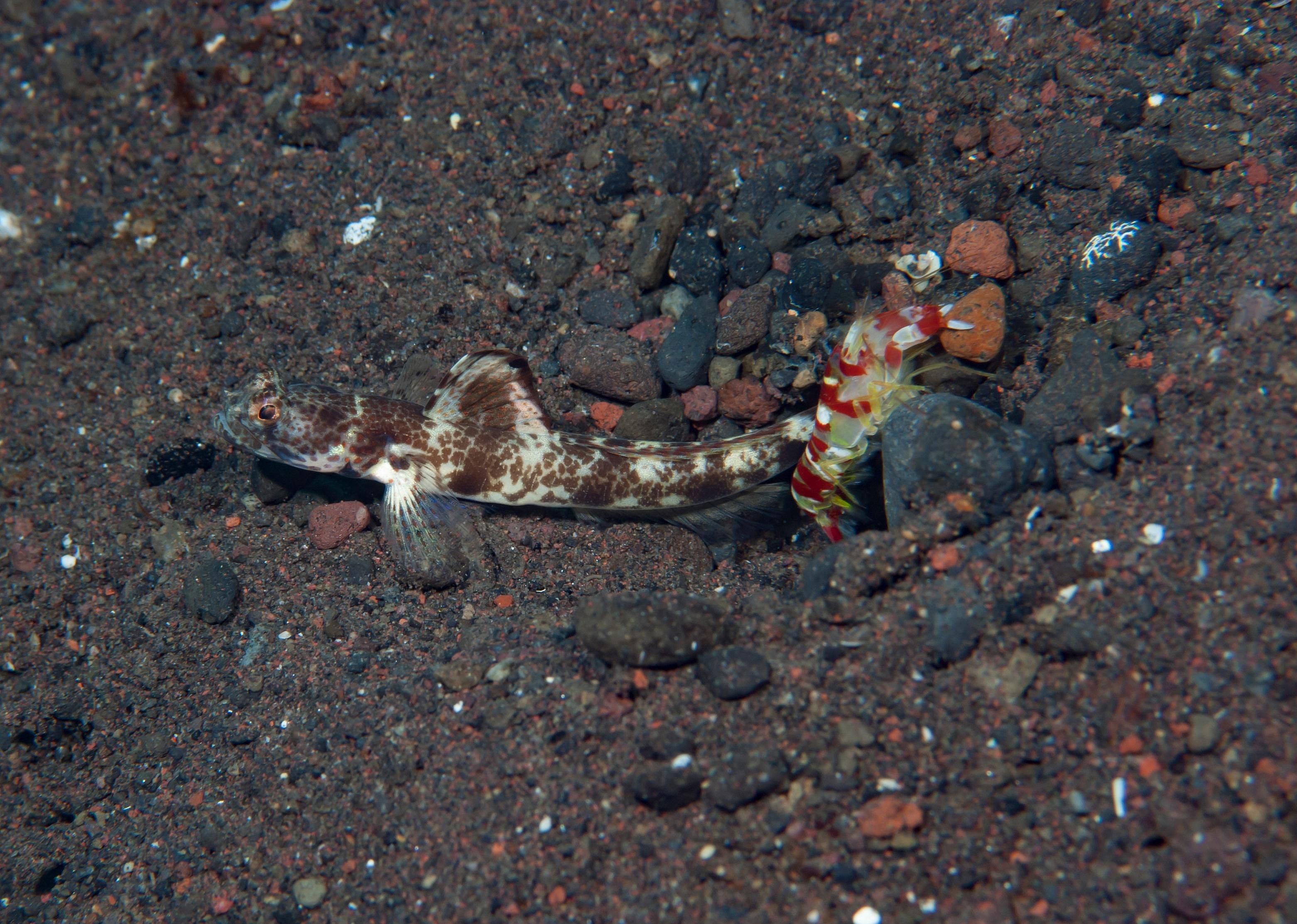 Goby fish and pistol shrimp