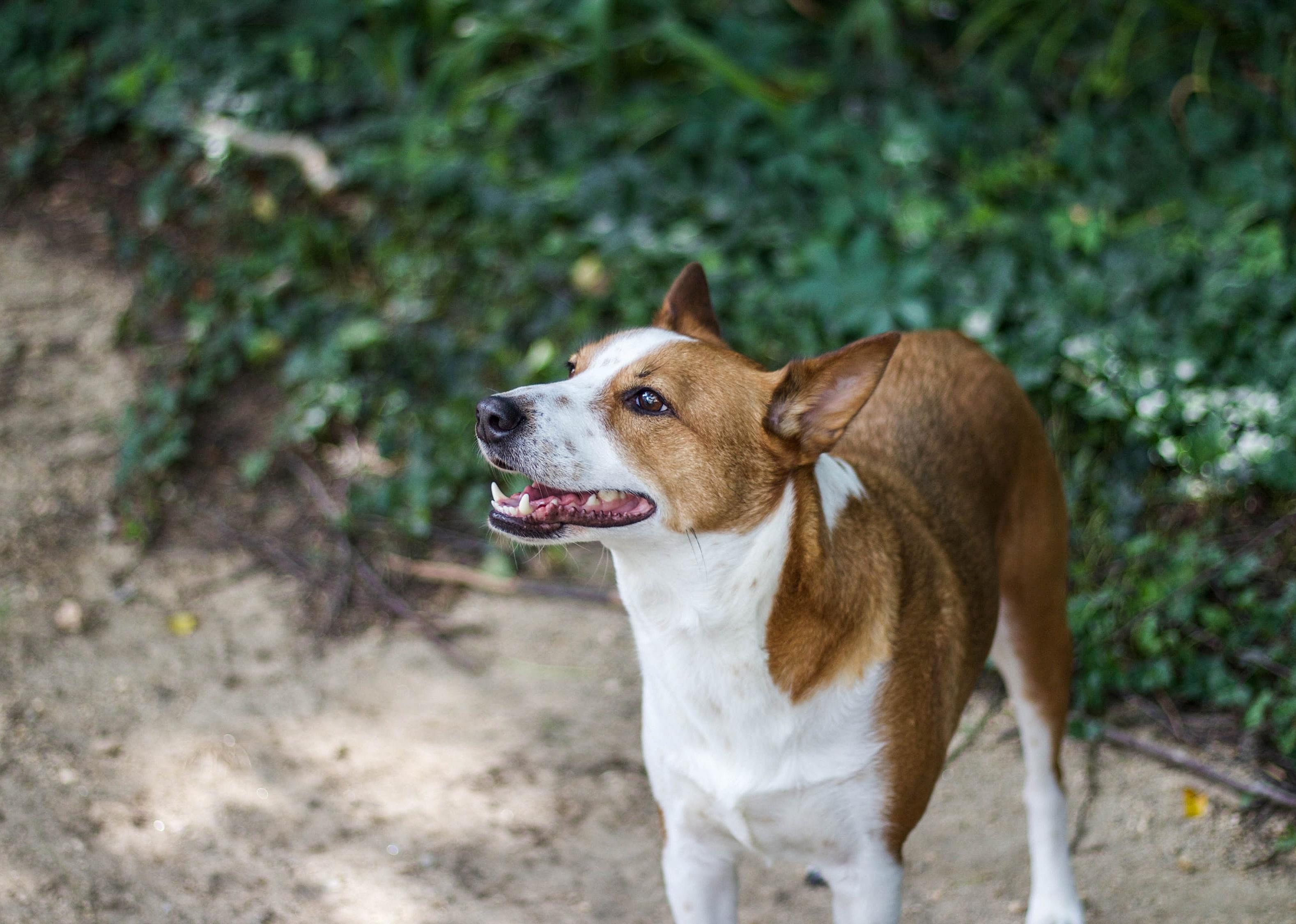 #87. Basenji