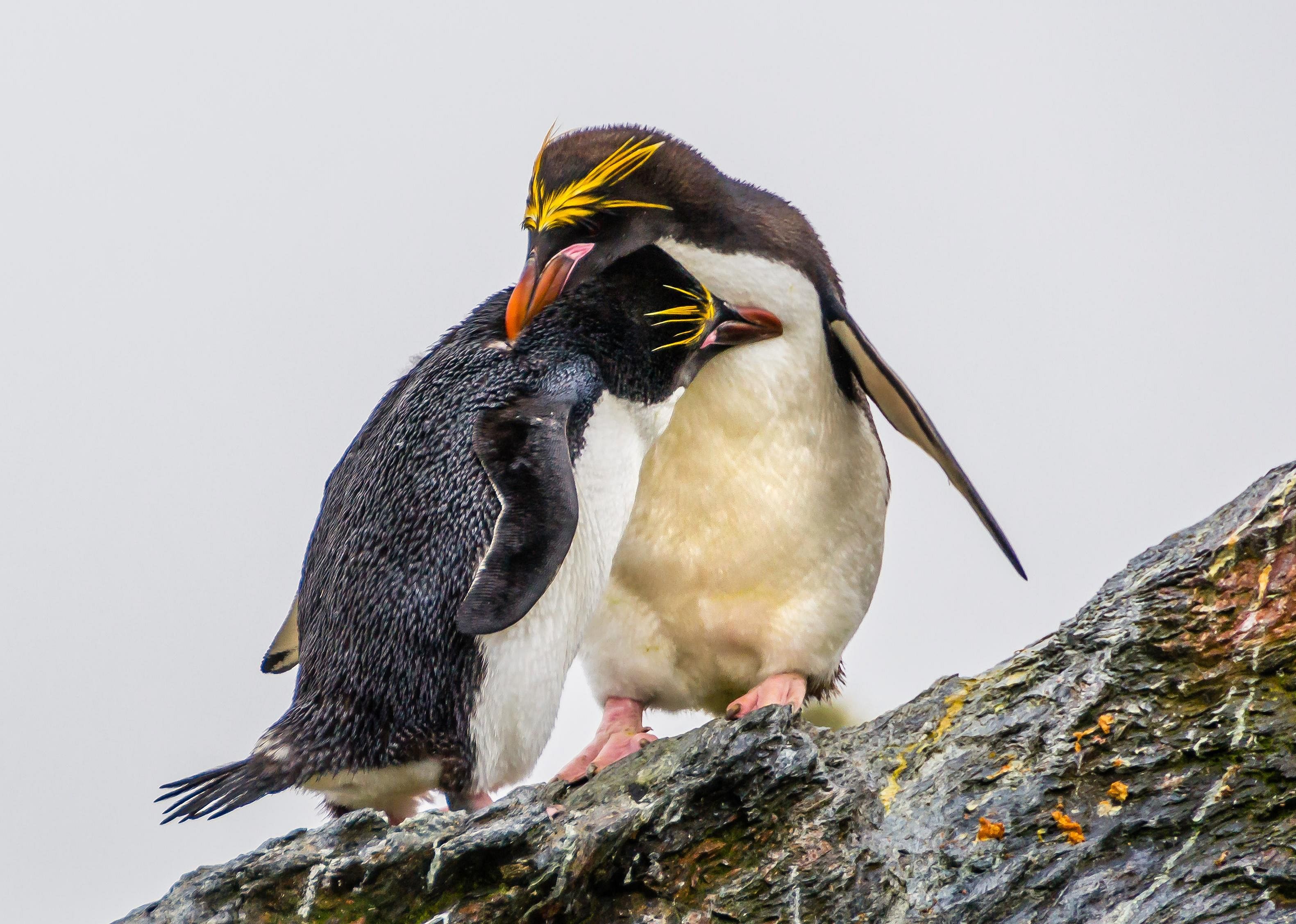 Same-sex penguin couples exist