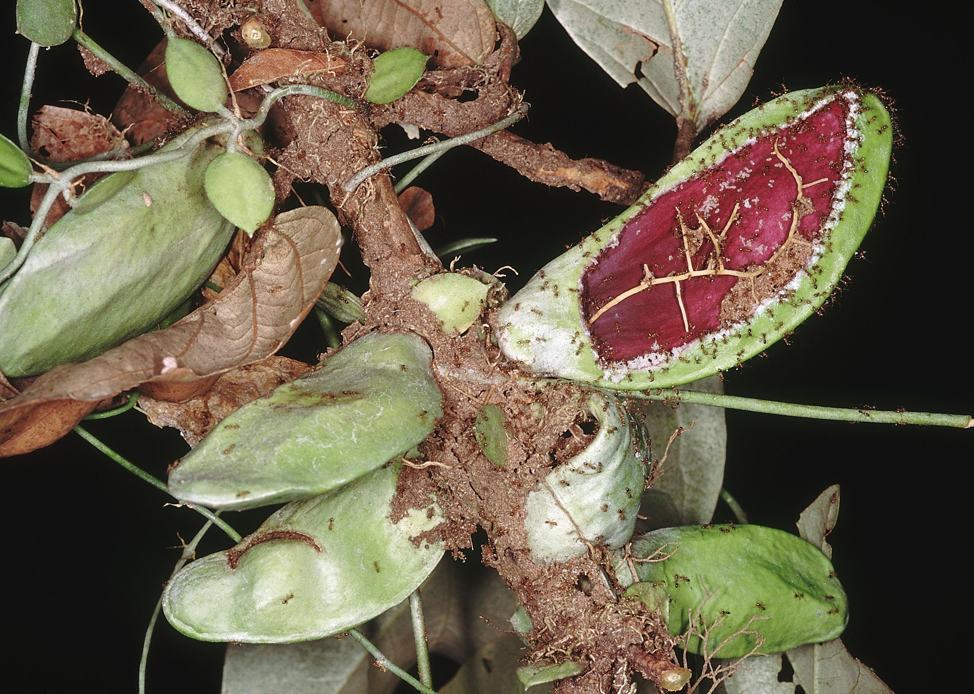 Duroia trees and lemon ants